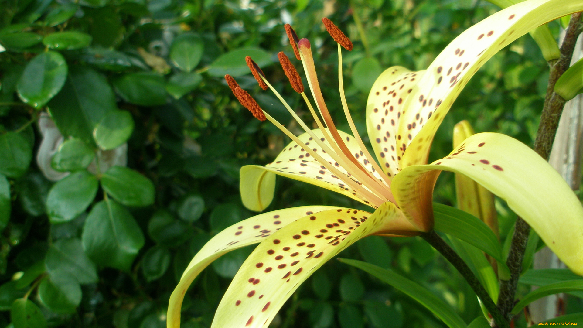 цветы, лилии, лилейники, крапинки
