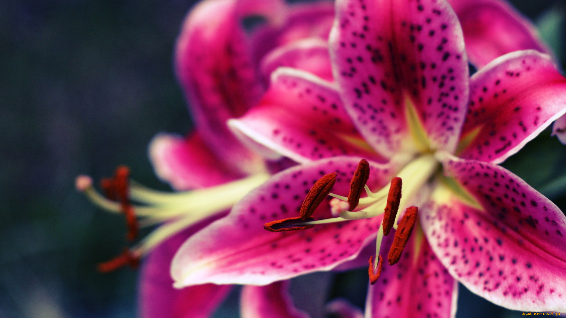 цветы, лилии, лилейники, крапинки