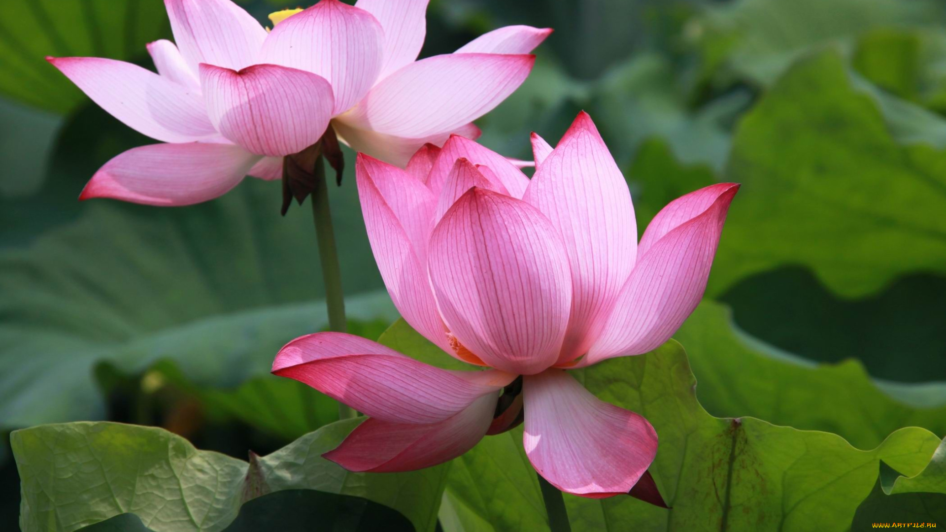 цветы, лотосы, лотос