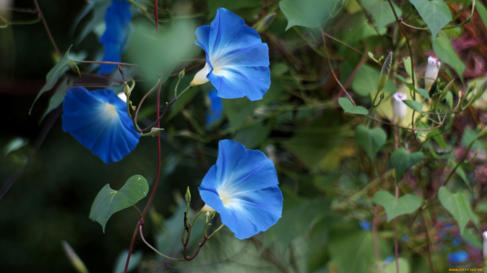 цветы, вьюнки, ипомеи, синий