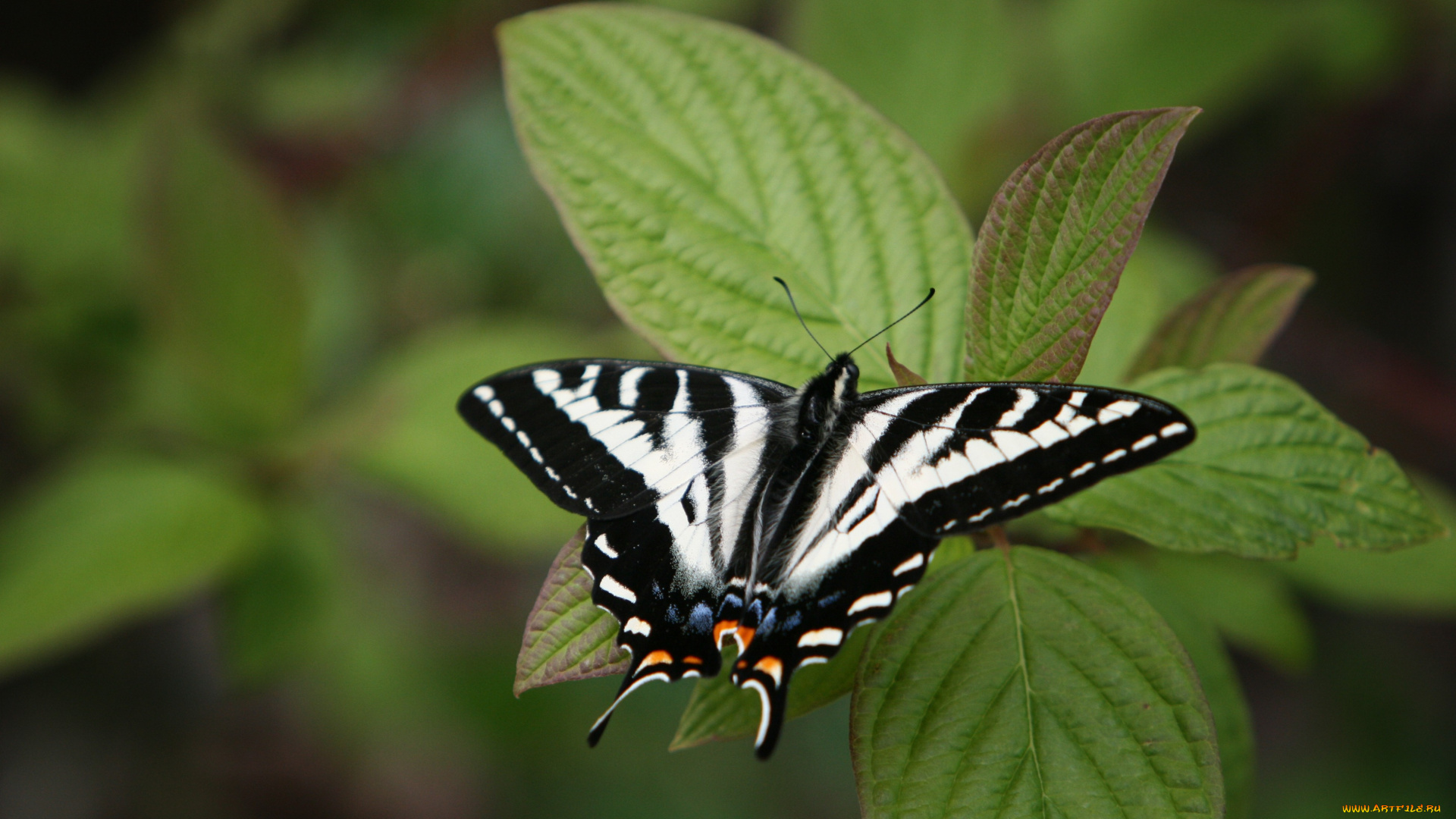животные, бабочки, бабочка