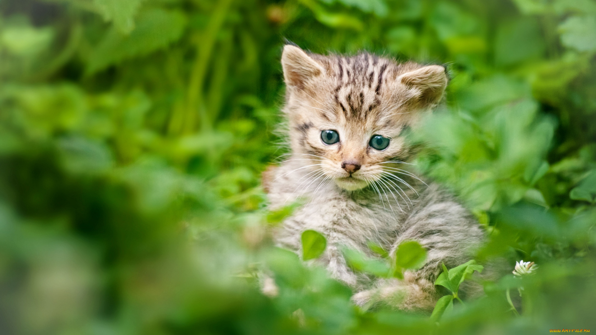 животные, дикие, кошки, котенок, дикий