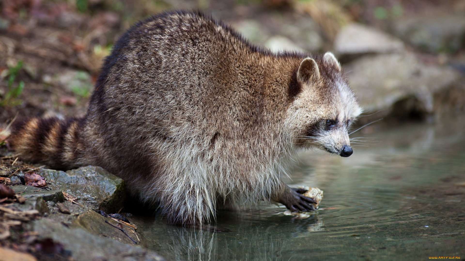 животные, еноты, ручей, полоскун