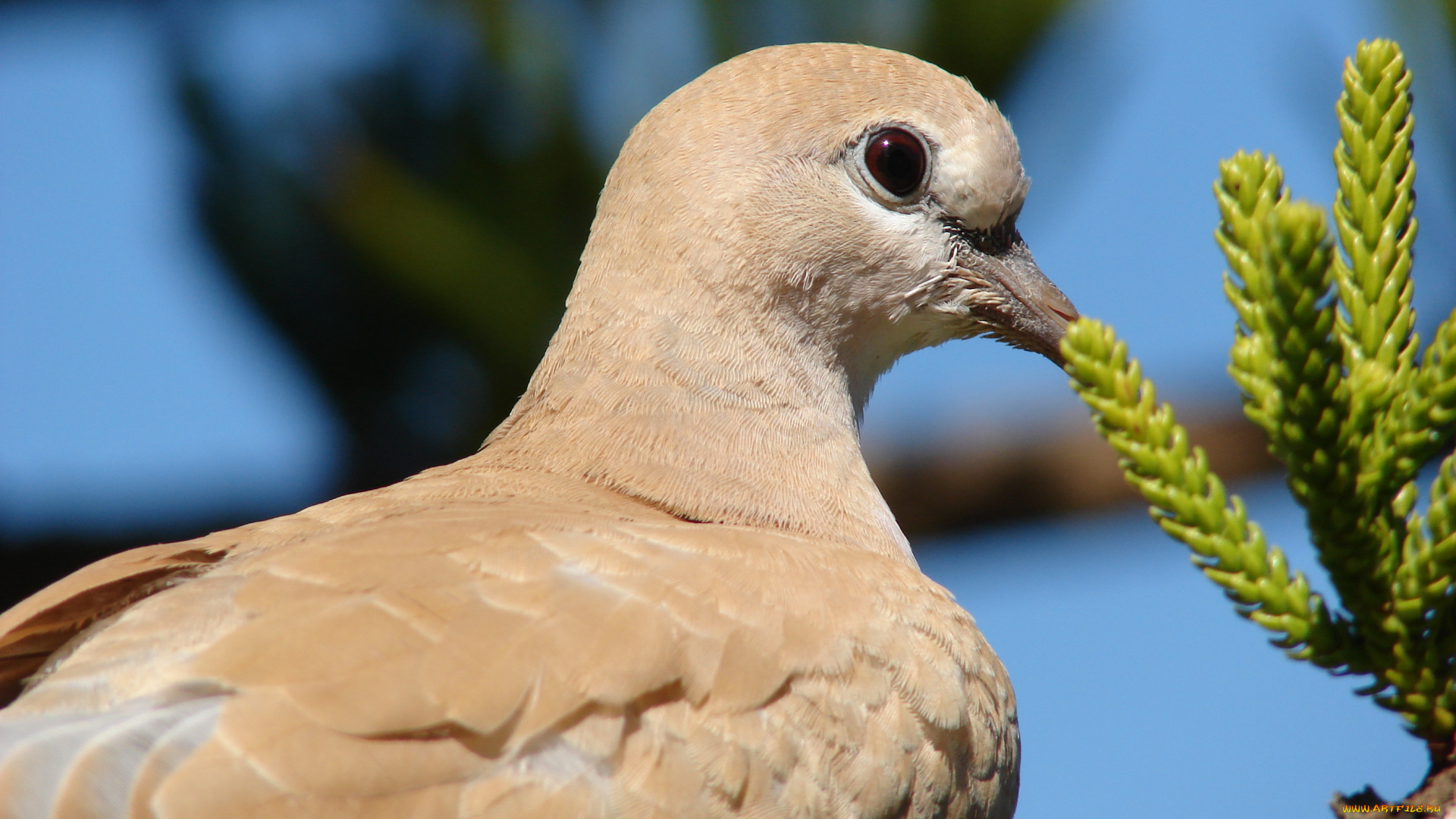 животные, голуби, ветка