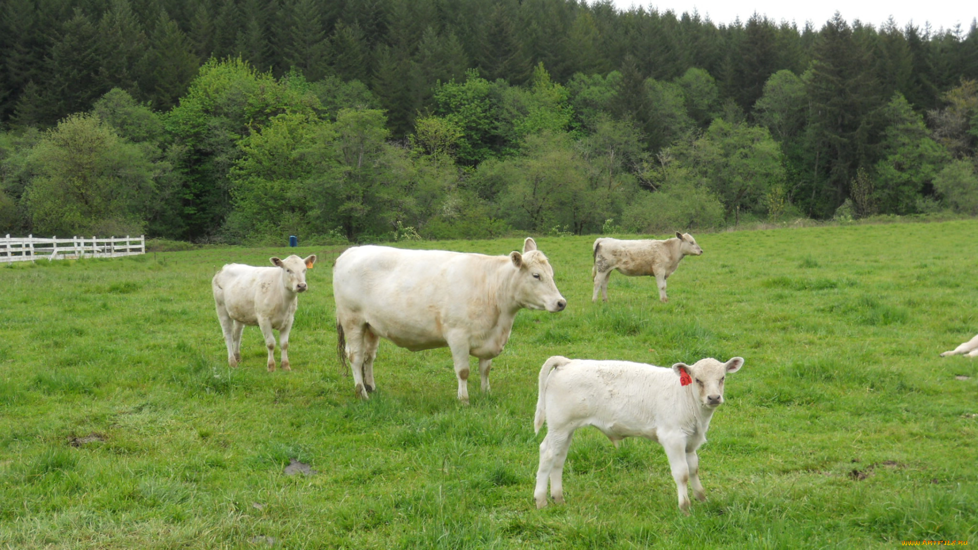 животные, коровы, буйволы