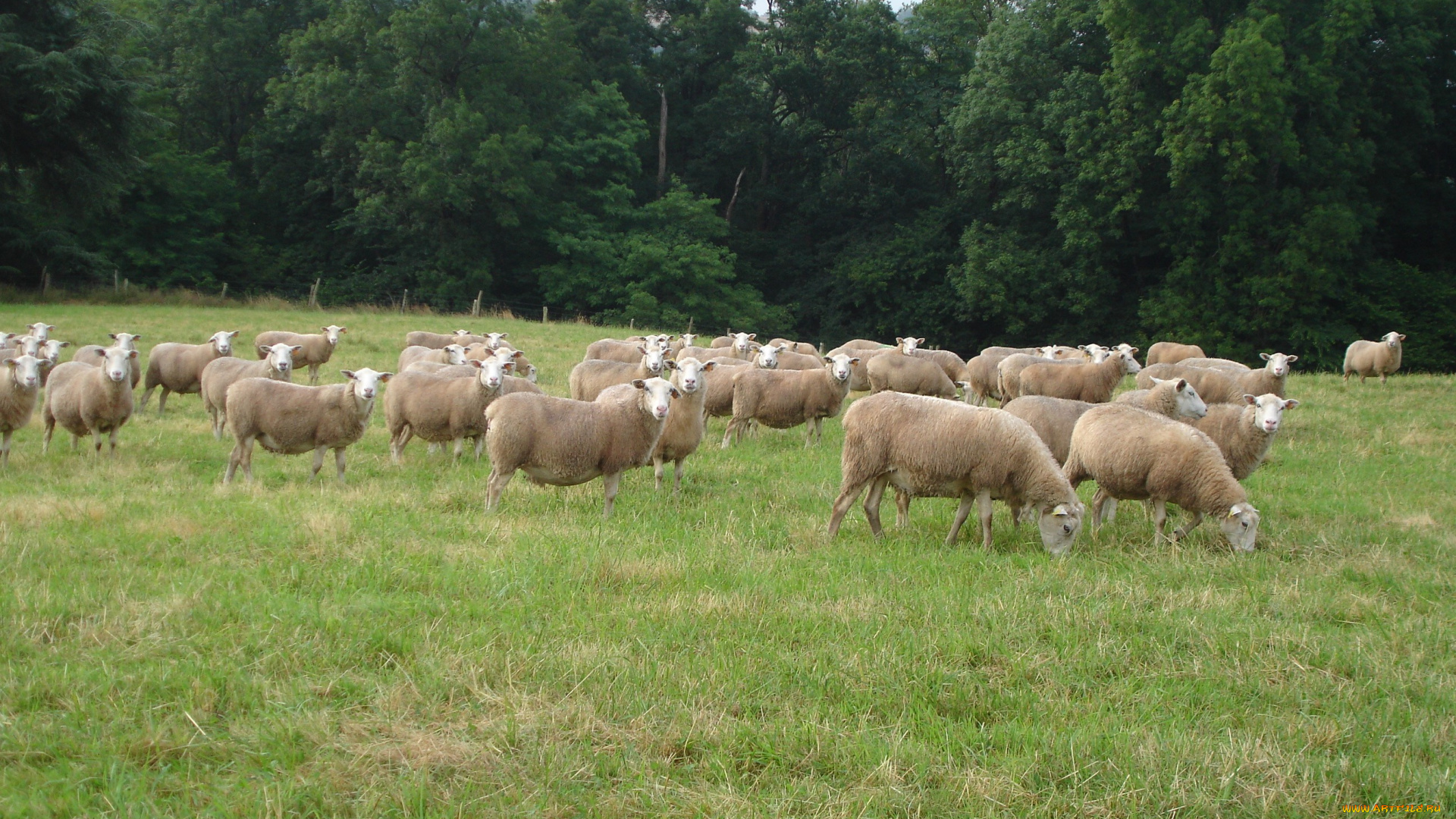 животные, овцы, бараны