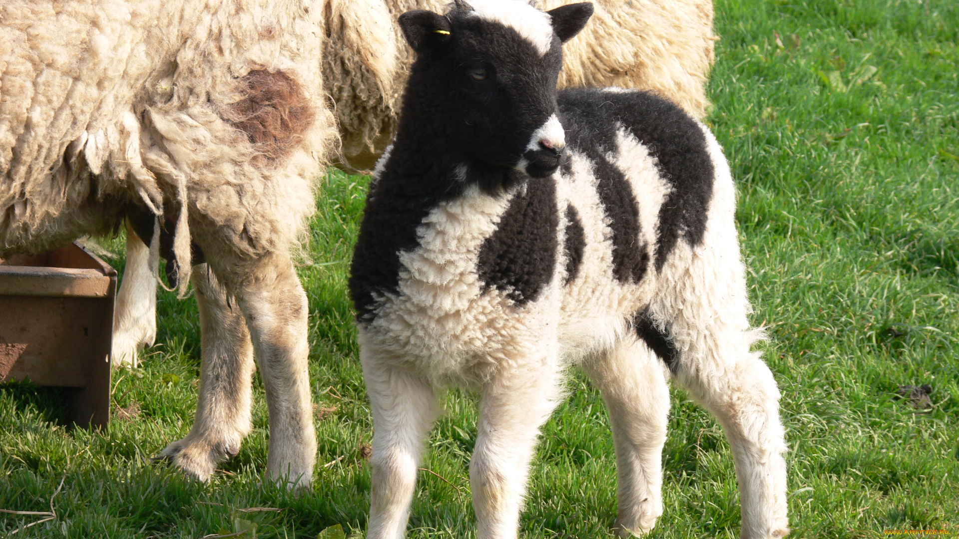 животные, овцы, бараны, овечка