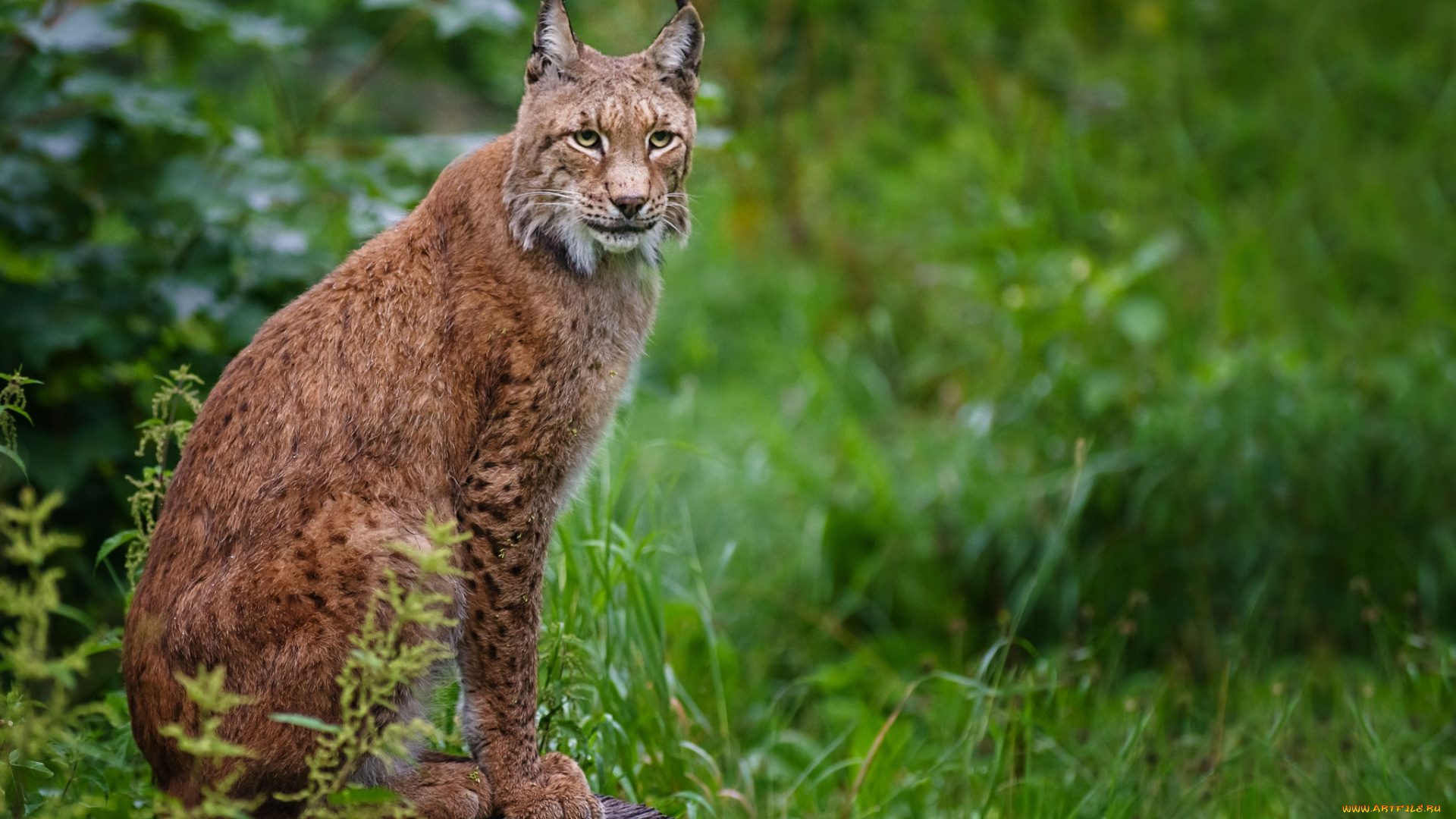 животные, рыси, кисточки, рысь