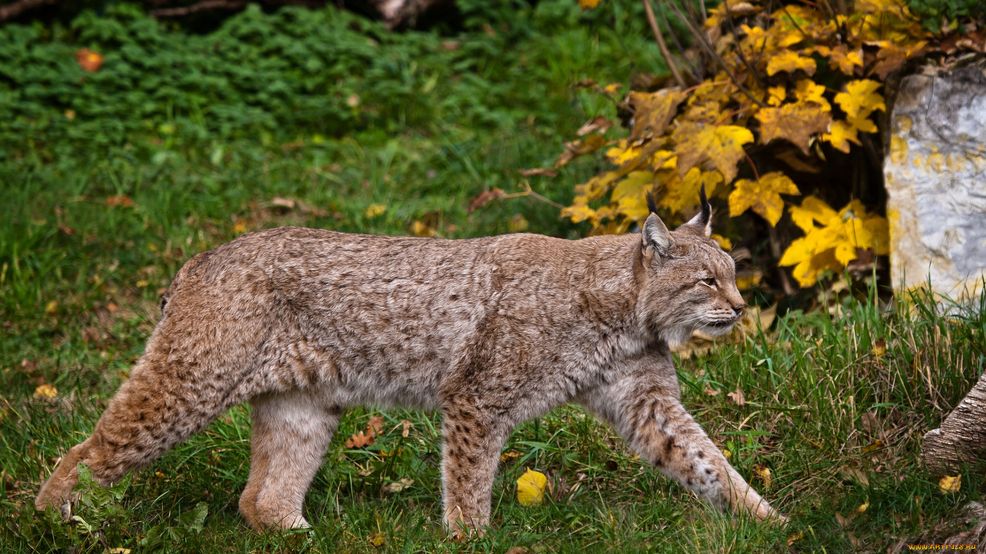 животные, рыси, крадется, рысь