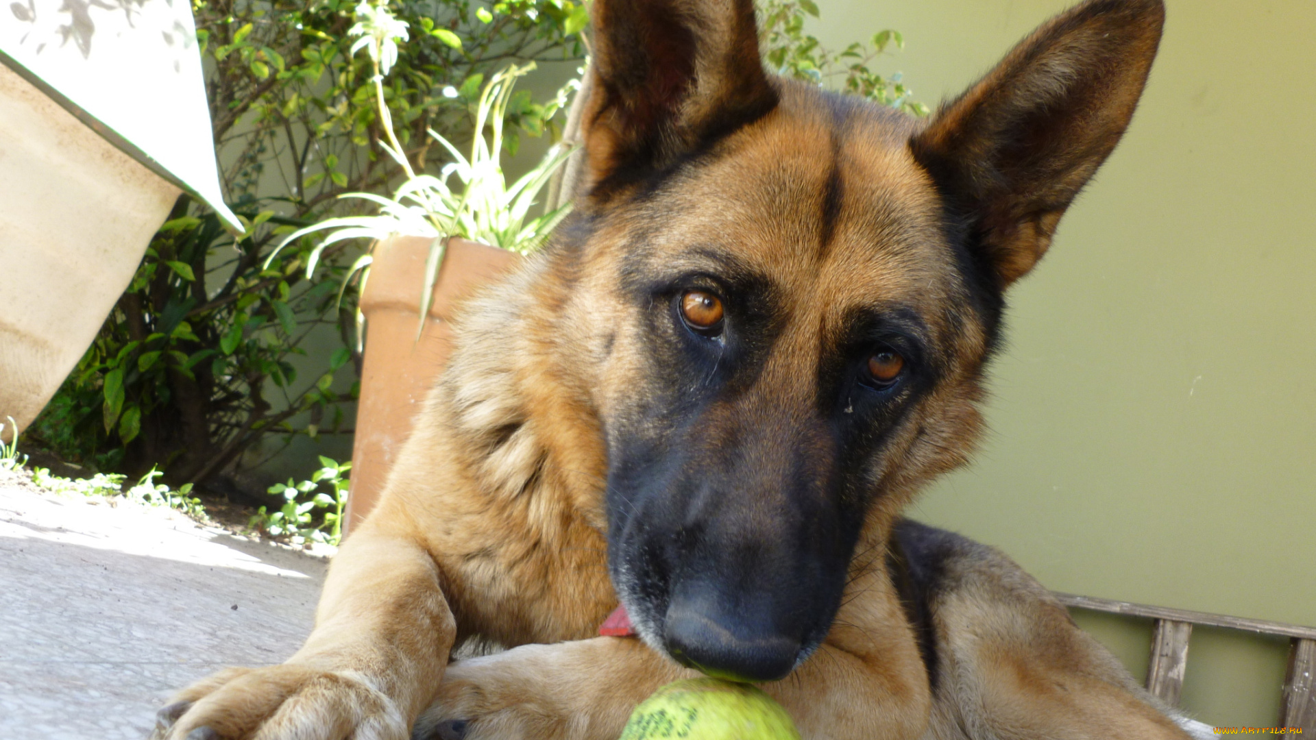 животные, собаки, собака