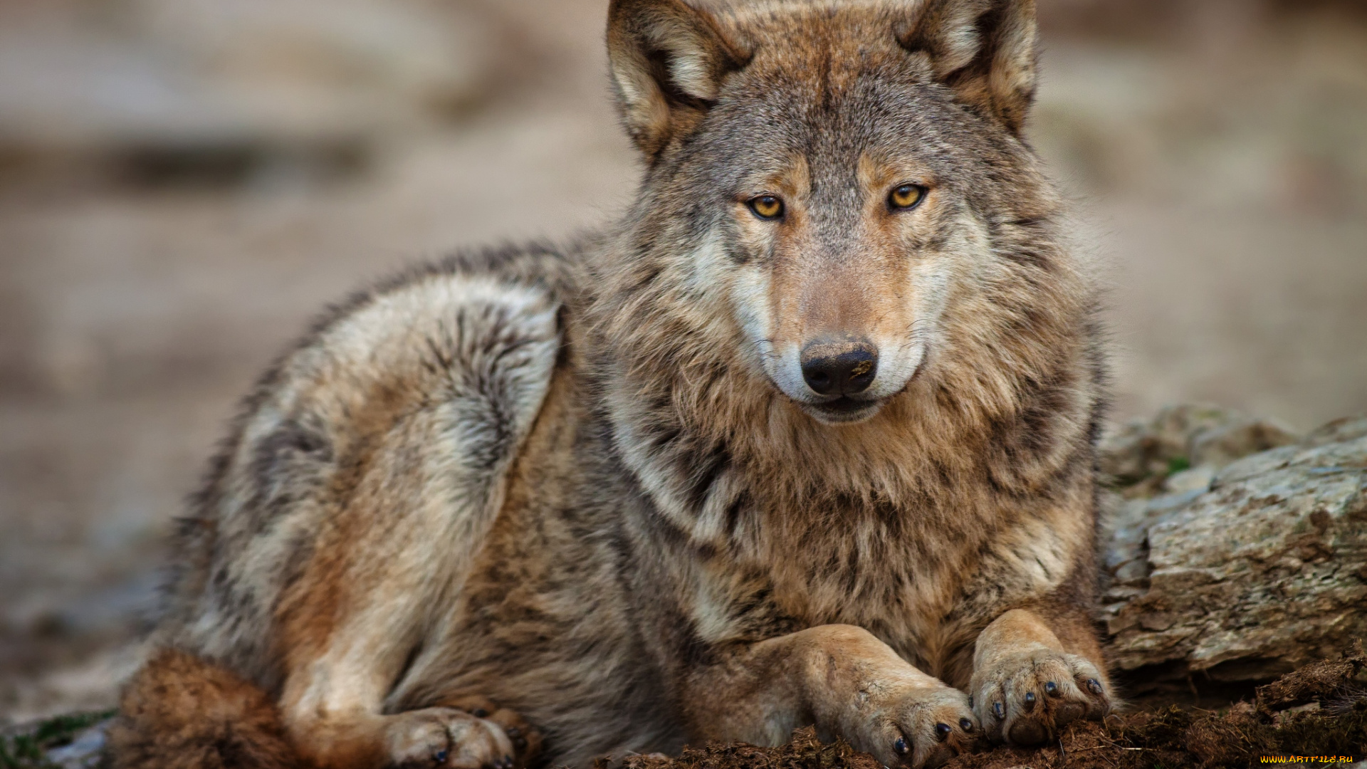 животные, волки, отдых
