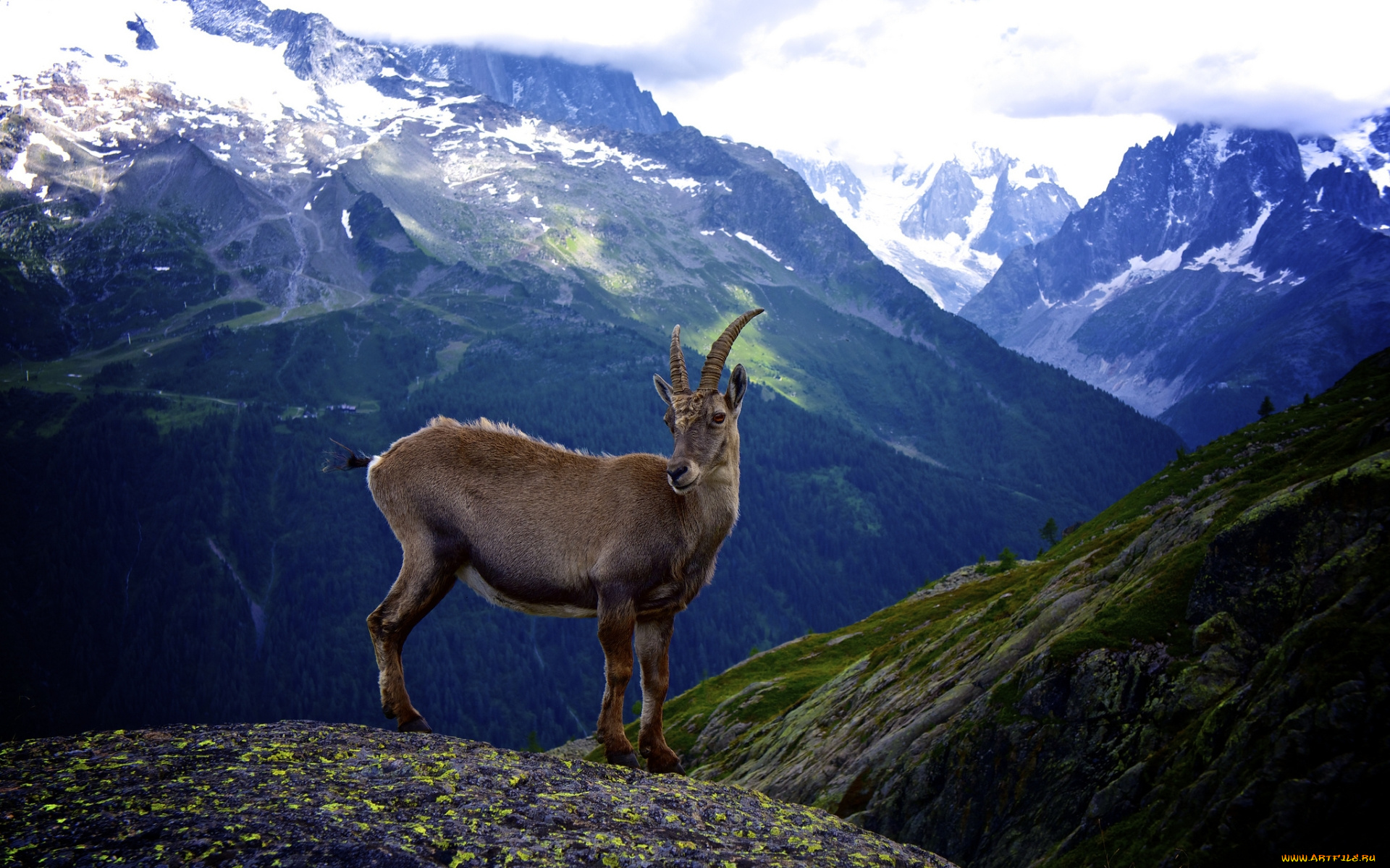 goat, животные, козы, козел, горы