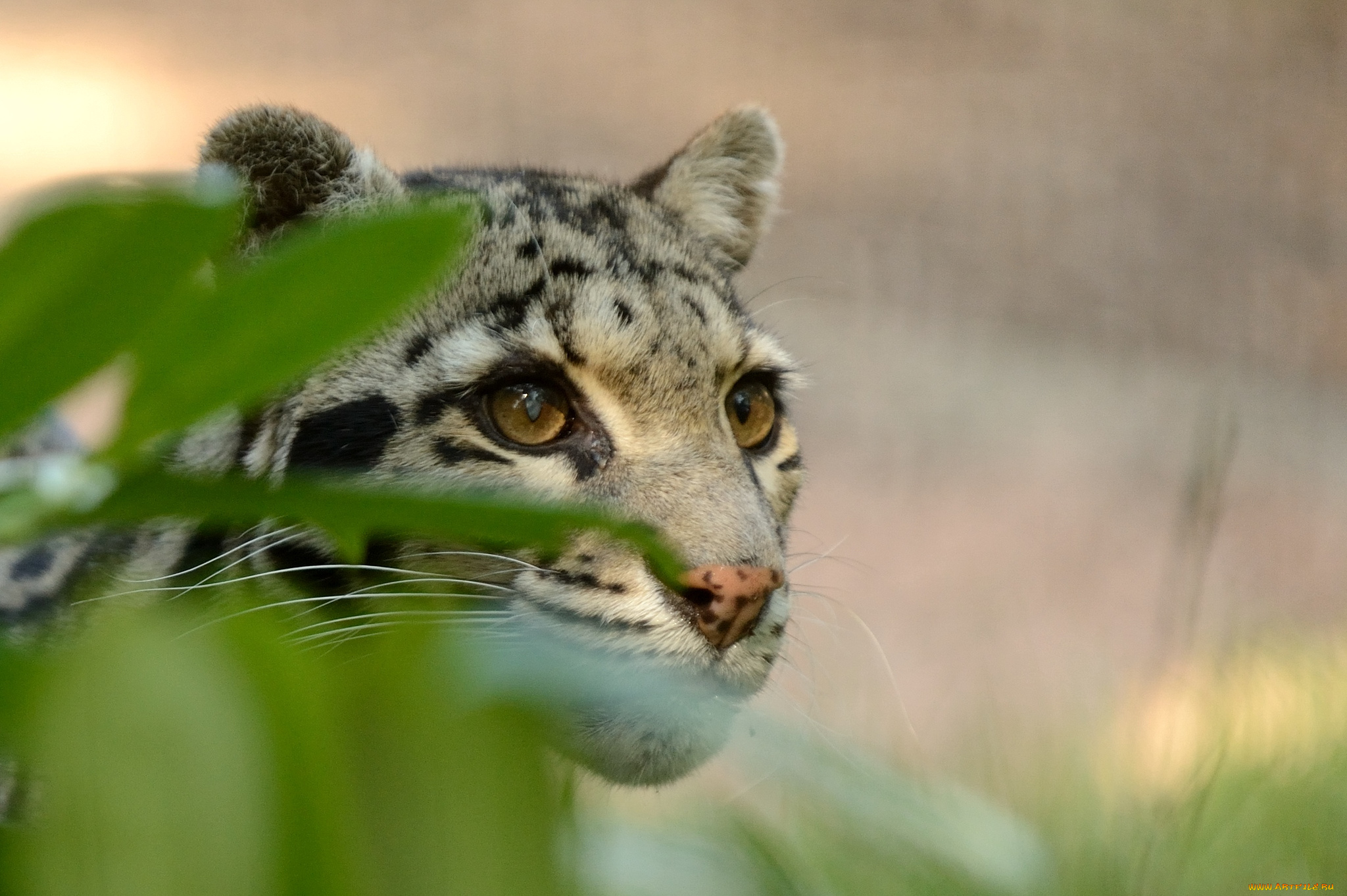 животные, леопарды, голова, взгляд, дымчатый, леопард