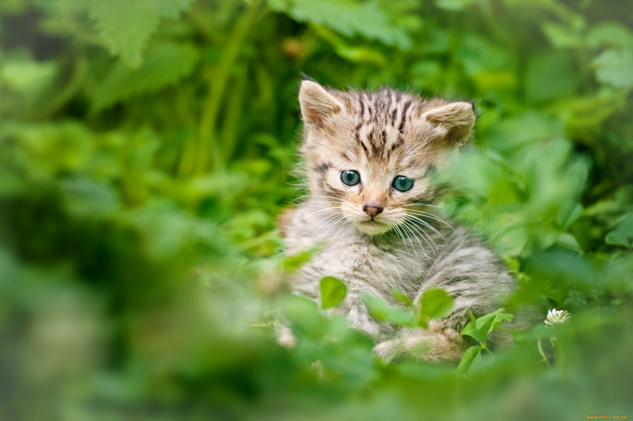 животные, дикие, кошки, котенок, дикий
