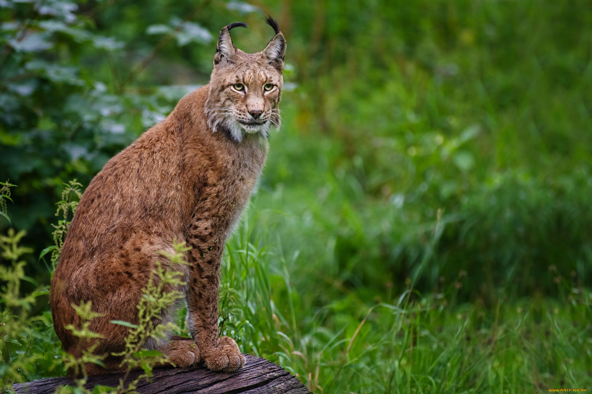 животные, рыси, кисточки, рысь