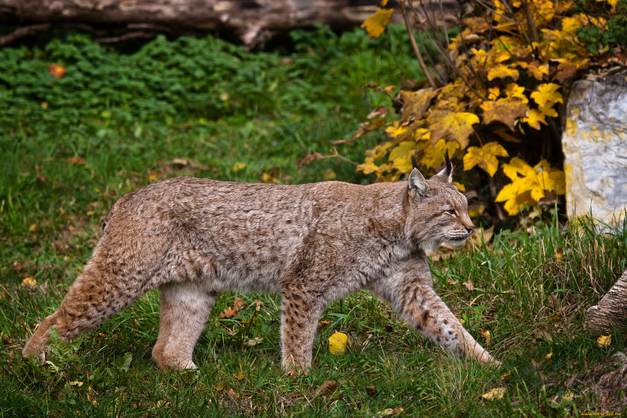 животные, рыси, крадется, рысь