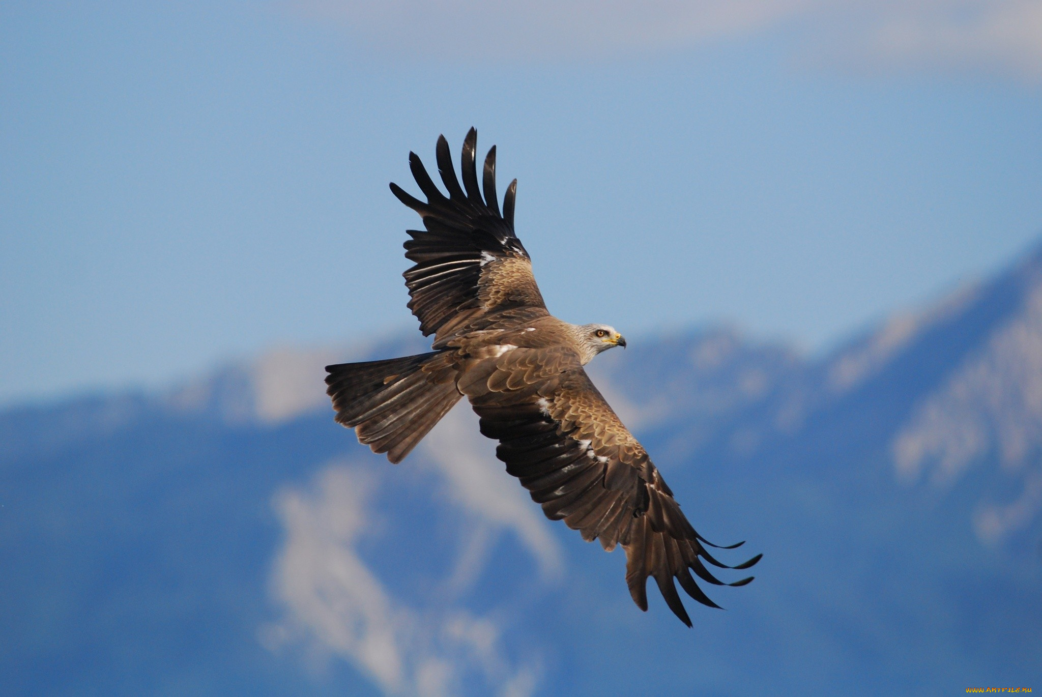 животные, птицы, хищники, орел