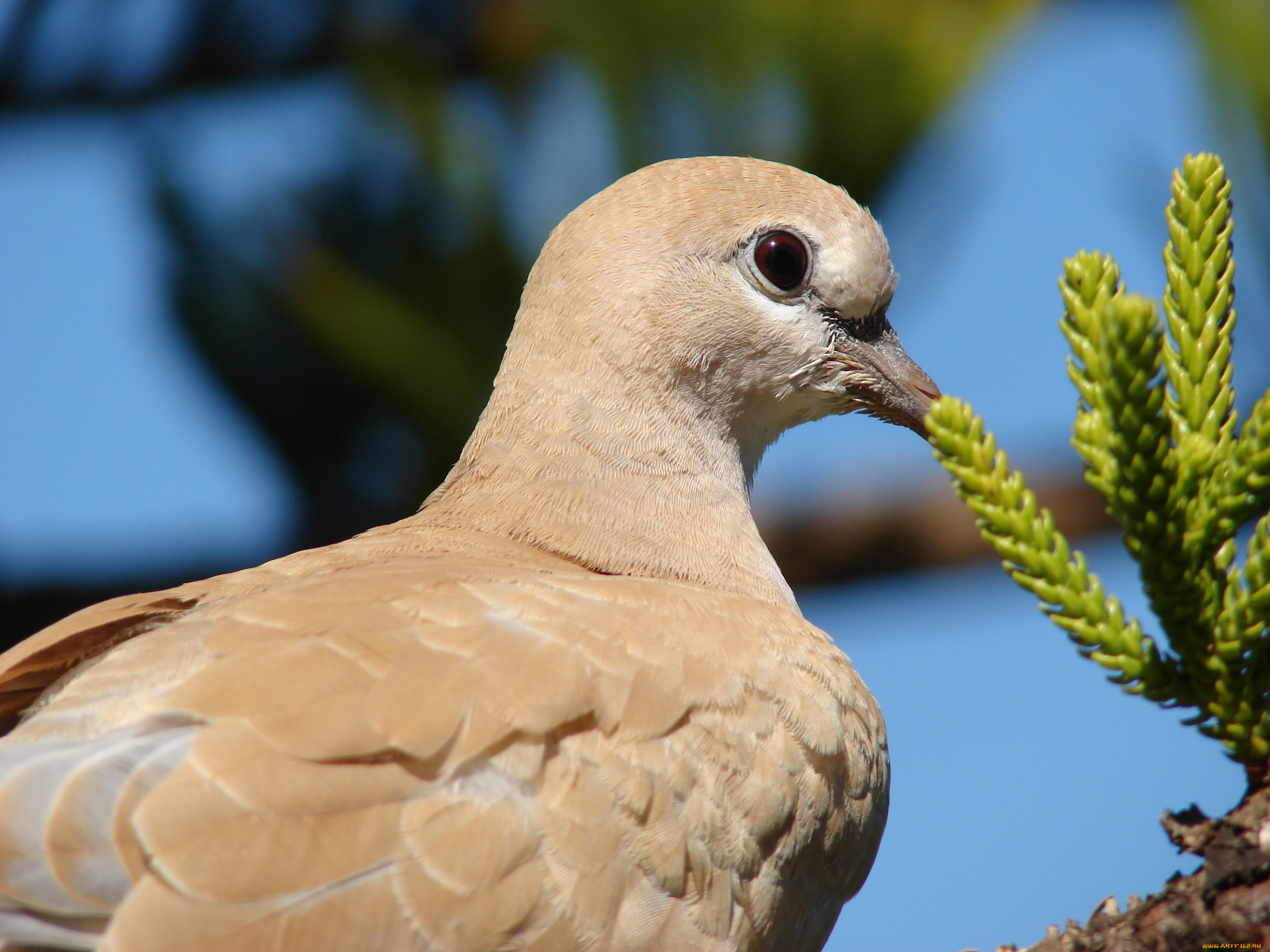животные, голуби, ветка
