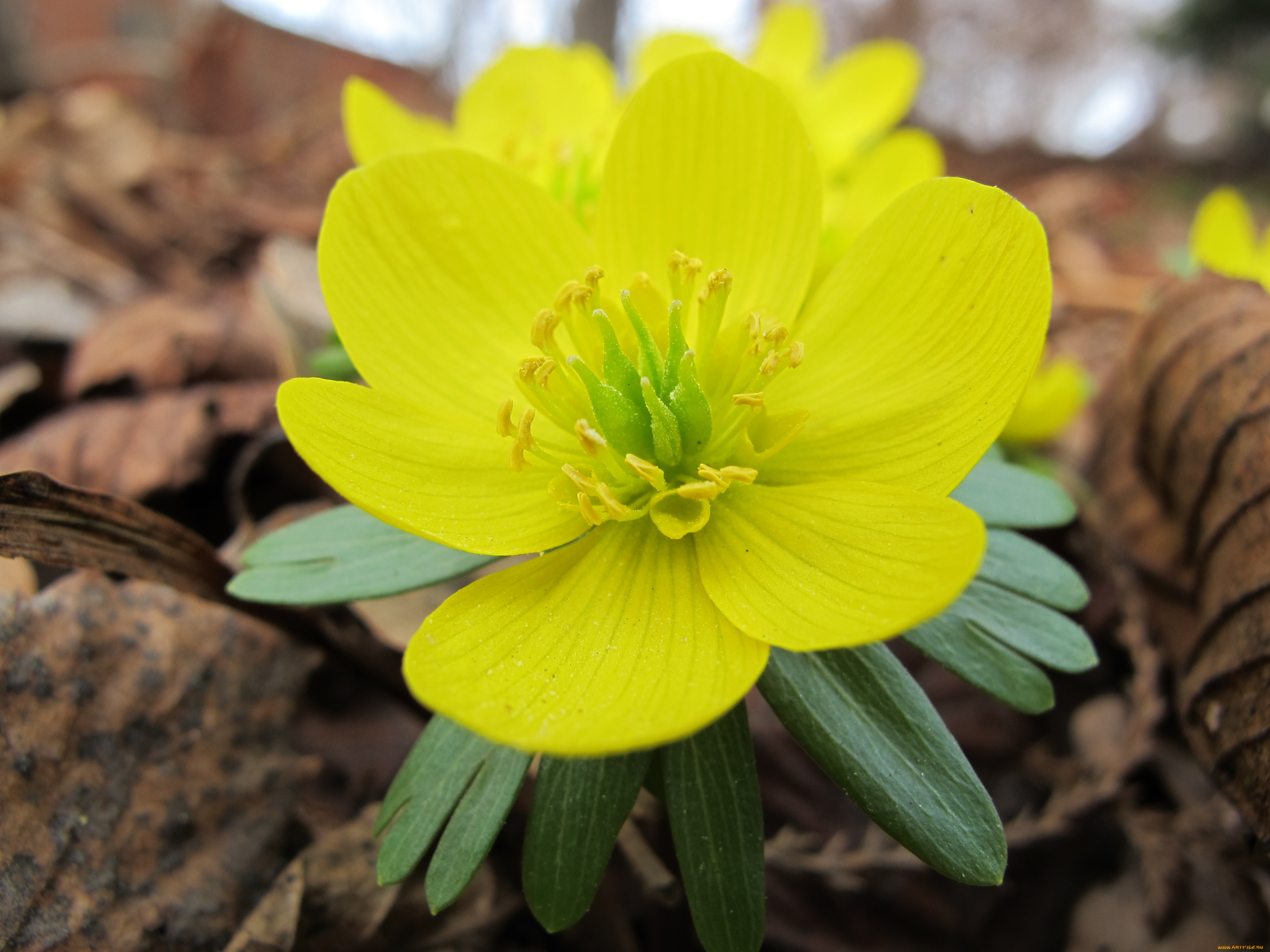 цветы, калужницы, лютики, цветок