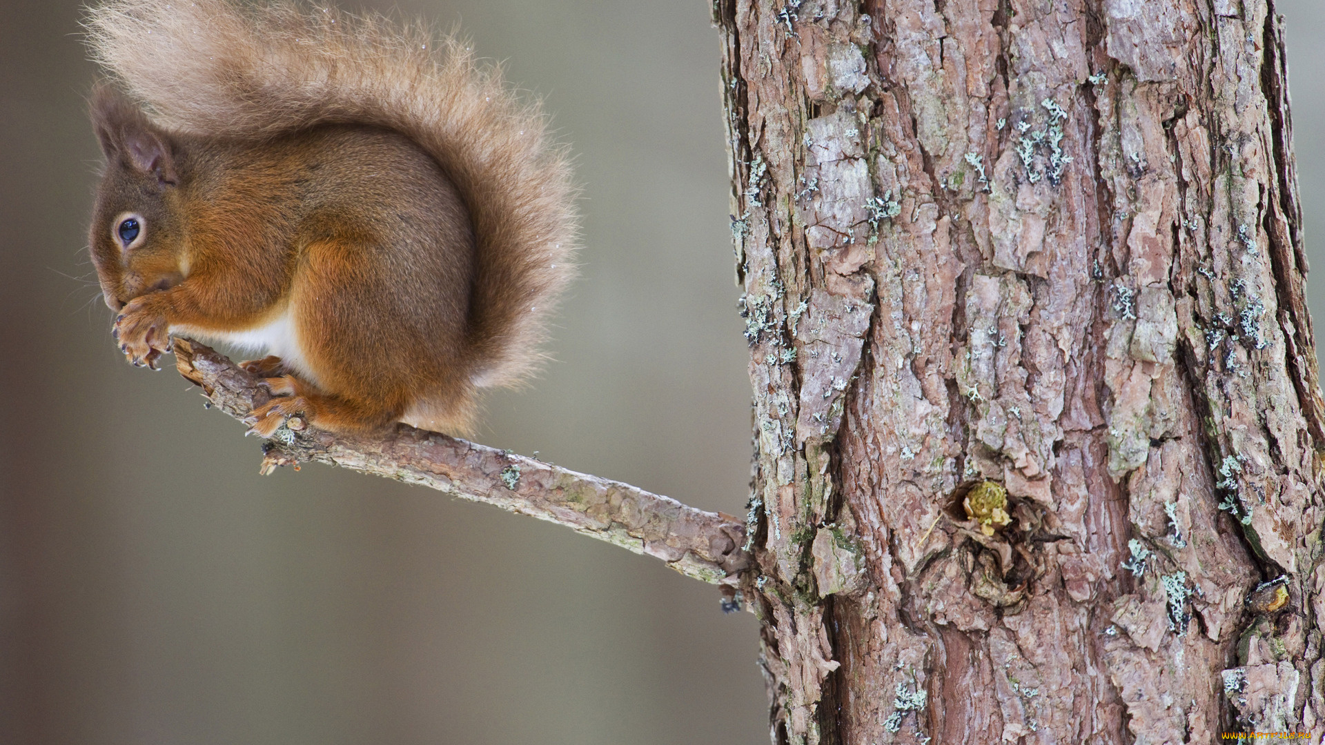 животные, белки, ветка, белка