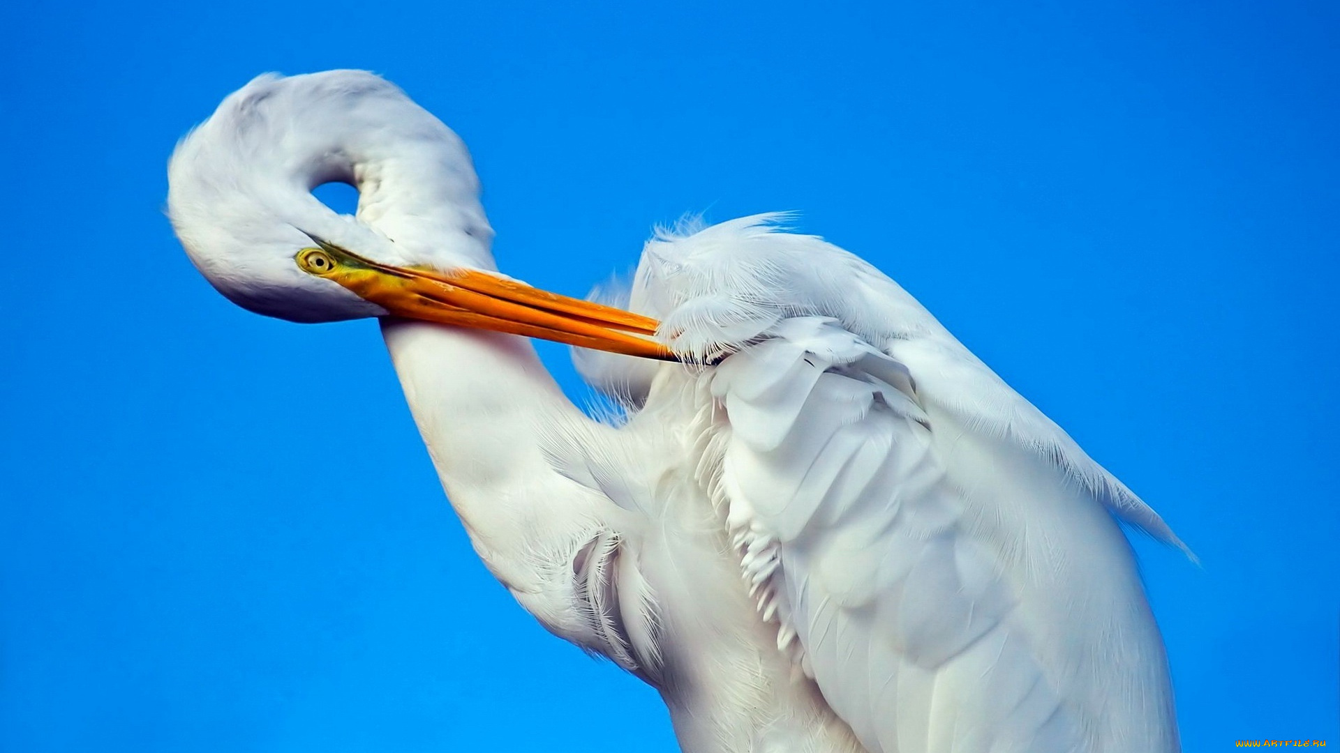 животные, цапли, , выпи, клюв