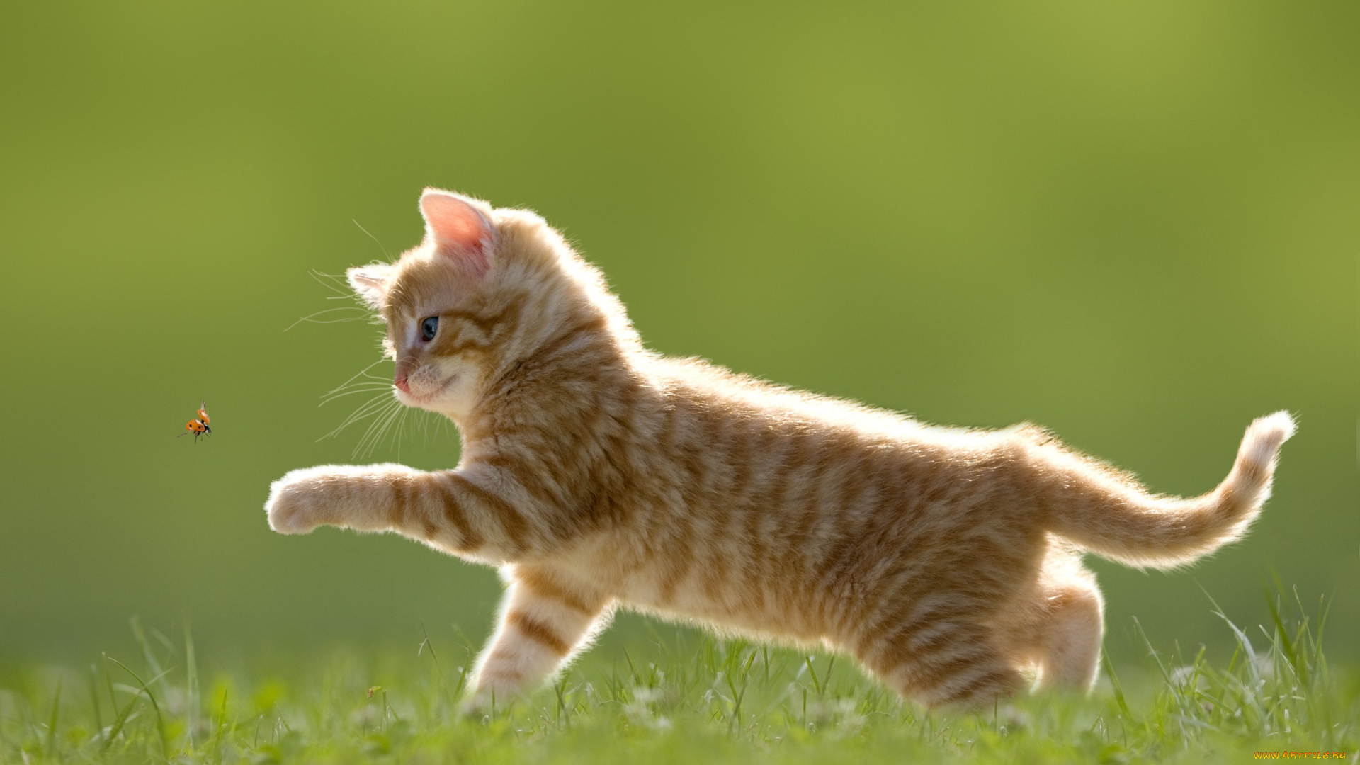 животные, коты, полосатый, котёнок, игра, трава, голубоглазый, божья, коровка, насекомое