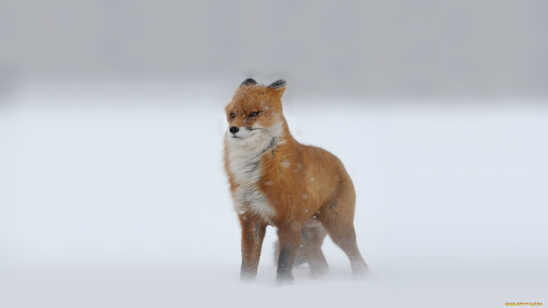 животные, лисы, снег, лиса