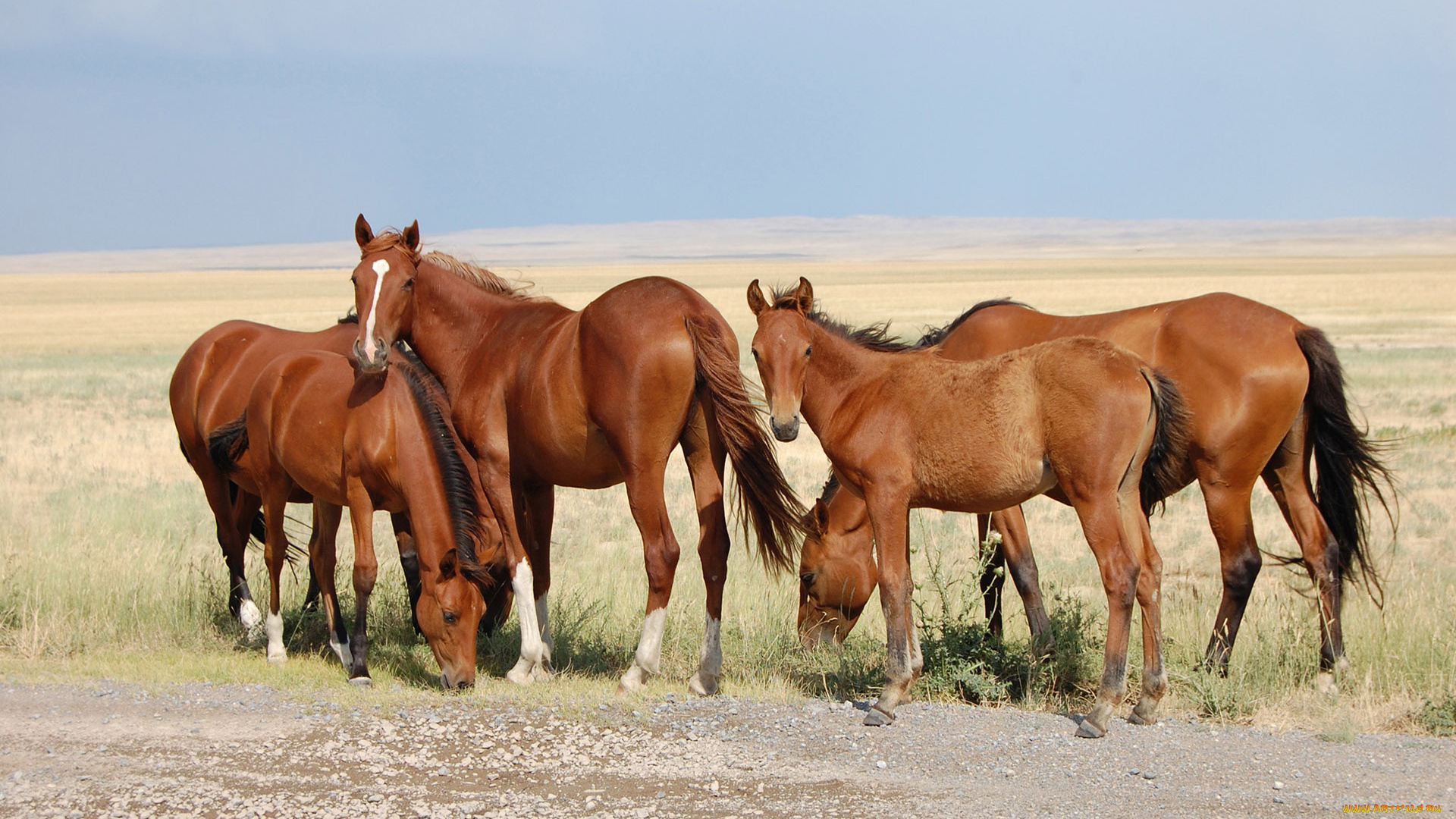 животные, лошади