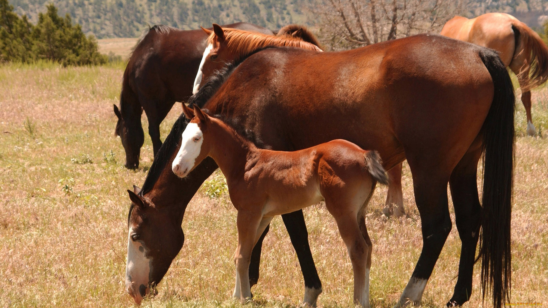 животные, лошади