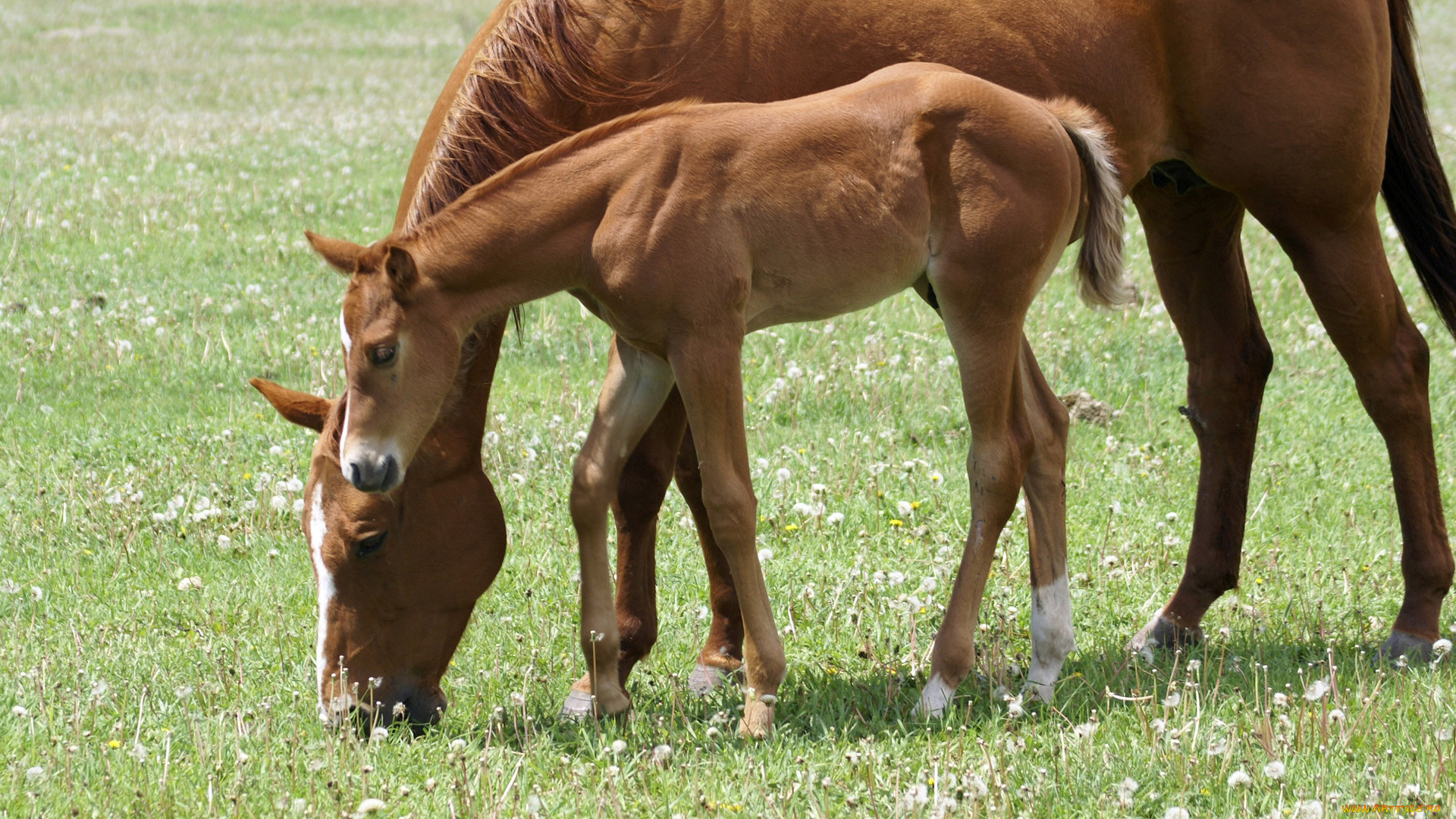 животные, лошади, лошадка, лошадь