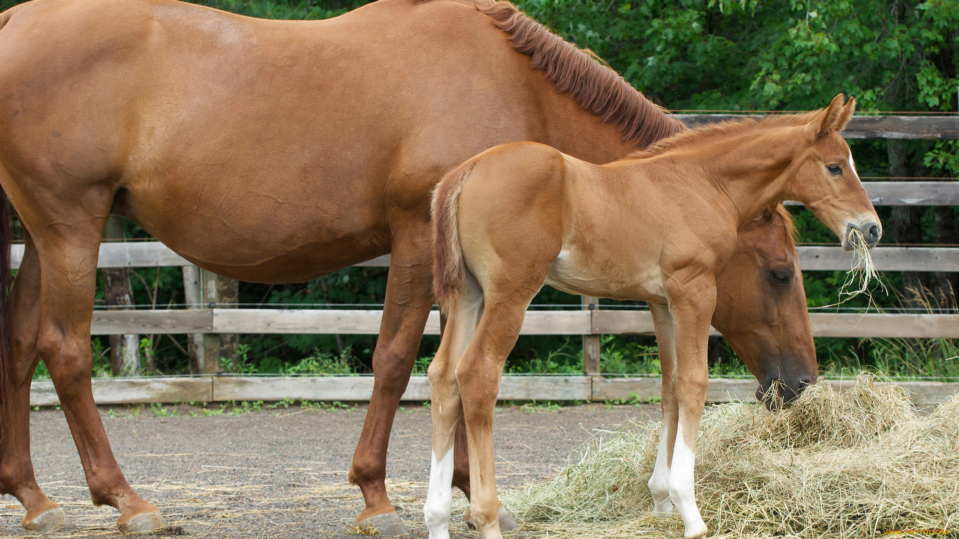 животные, лошади, сено, лошатка, лошадь