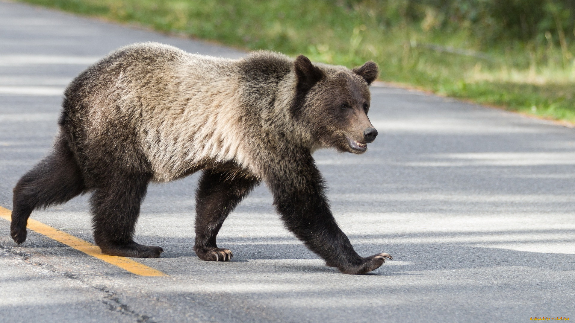 животные, медведи, дорога, медведь