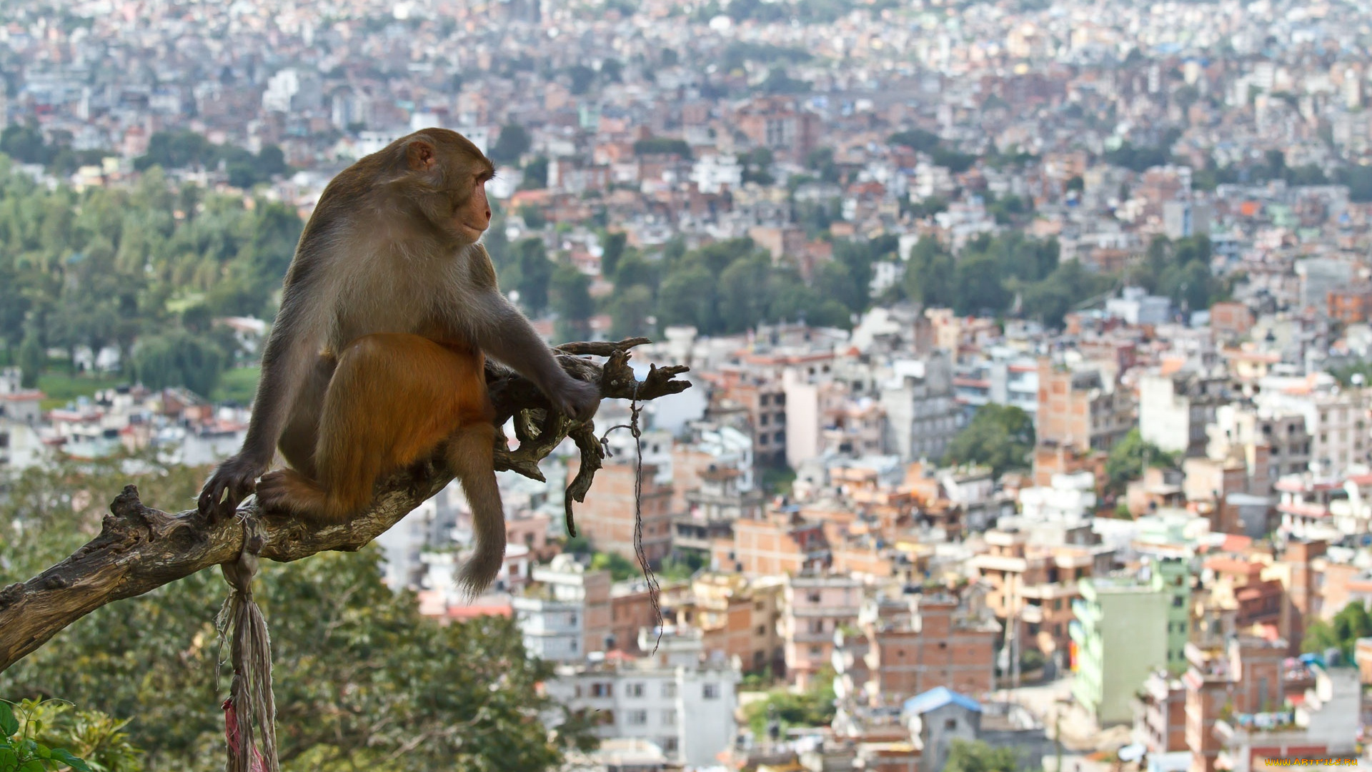 животные, обезьяны, ветка, обезьяна