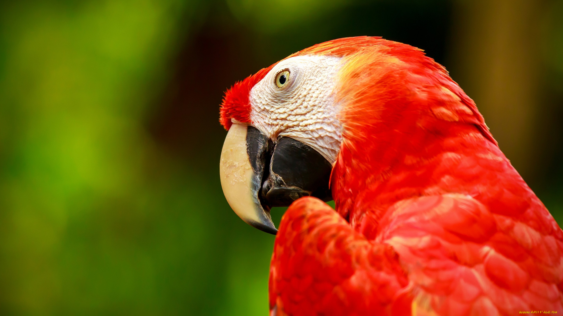 животные, попугаи, зеленокрылый, ара, птица, попугай