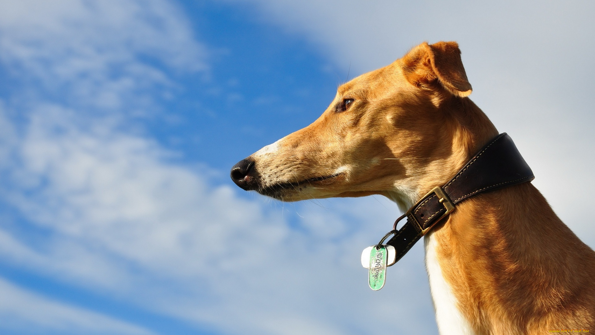 животные, собаки, взгляд, облака