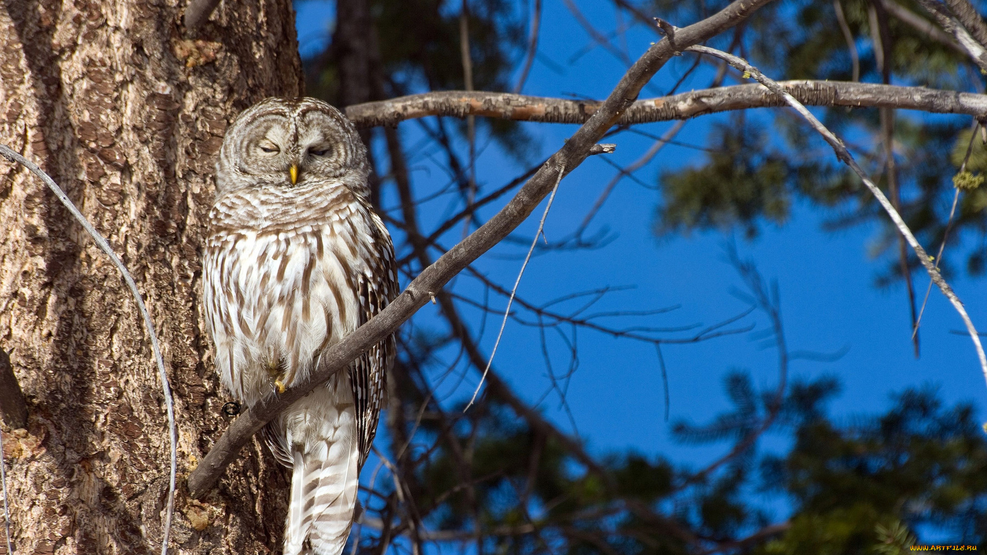 животные, совы, спит, сова, ветка