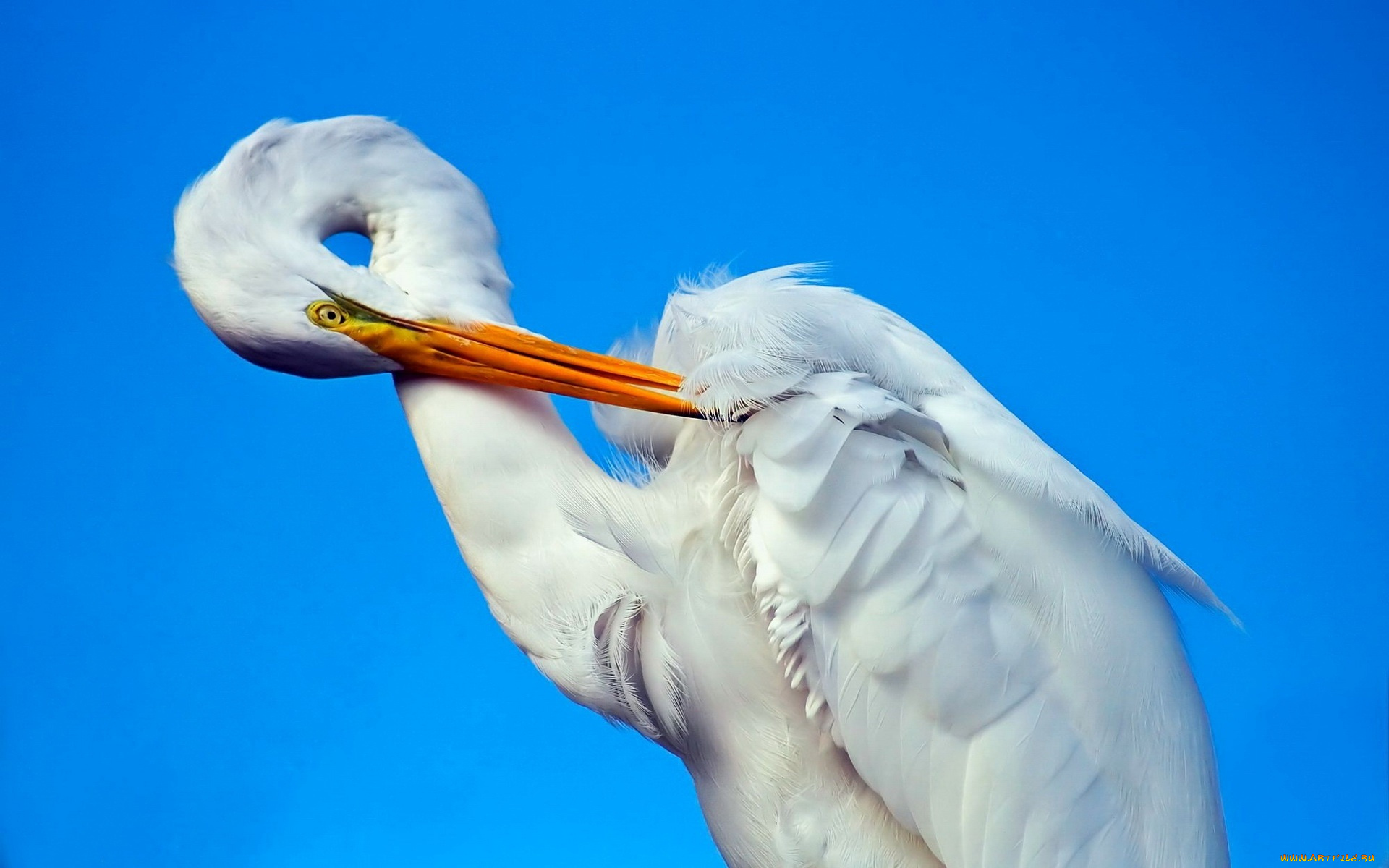 животные, цапли, , выпи, клюв