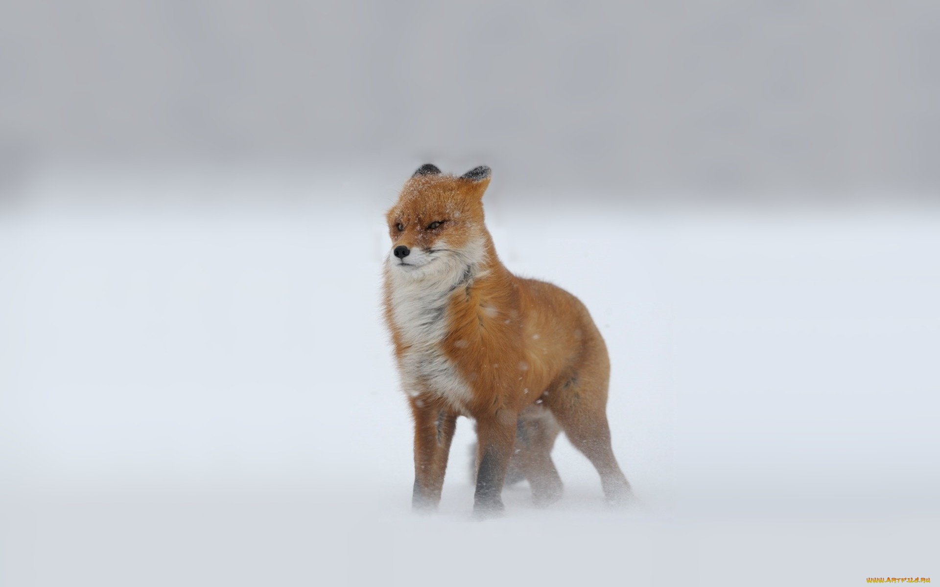 животные, лисы, снег, лиса