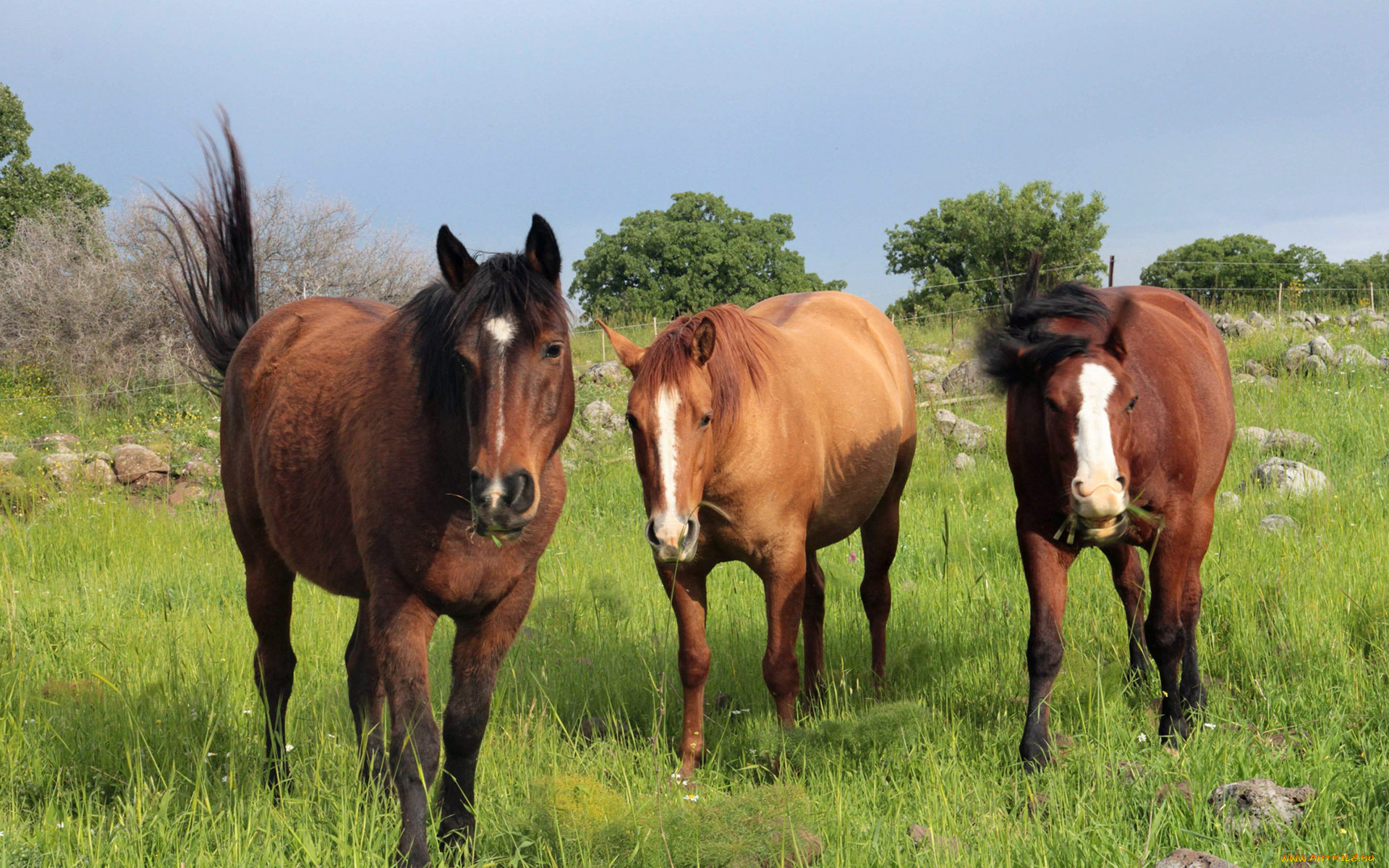 животные, лошади