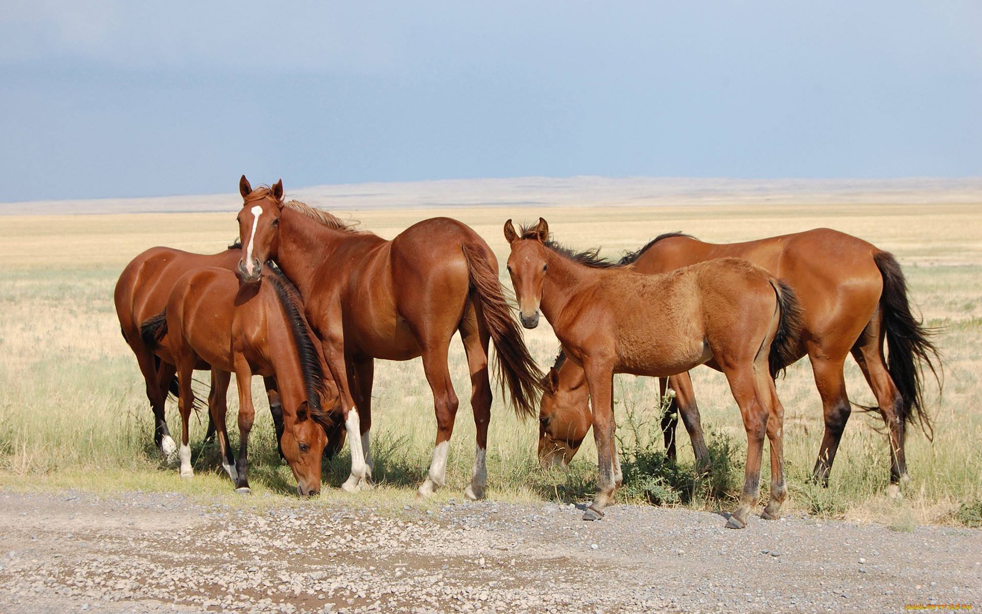 животные, лошади
