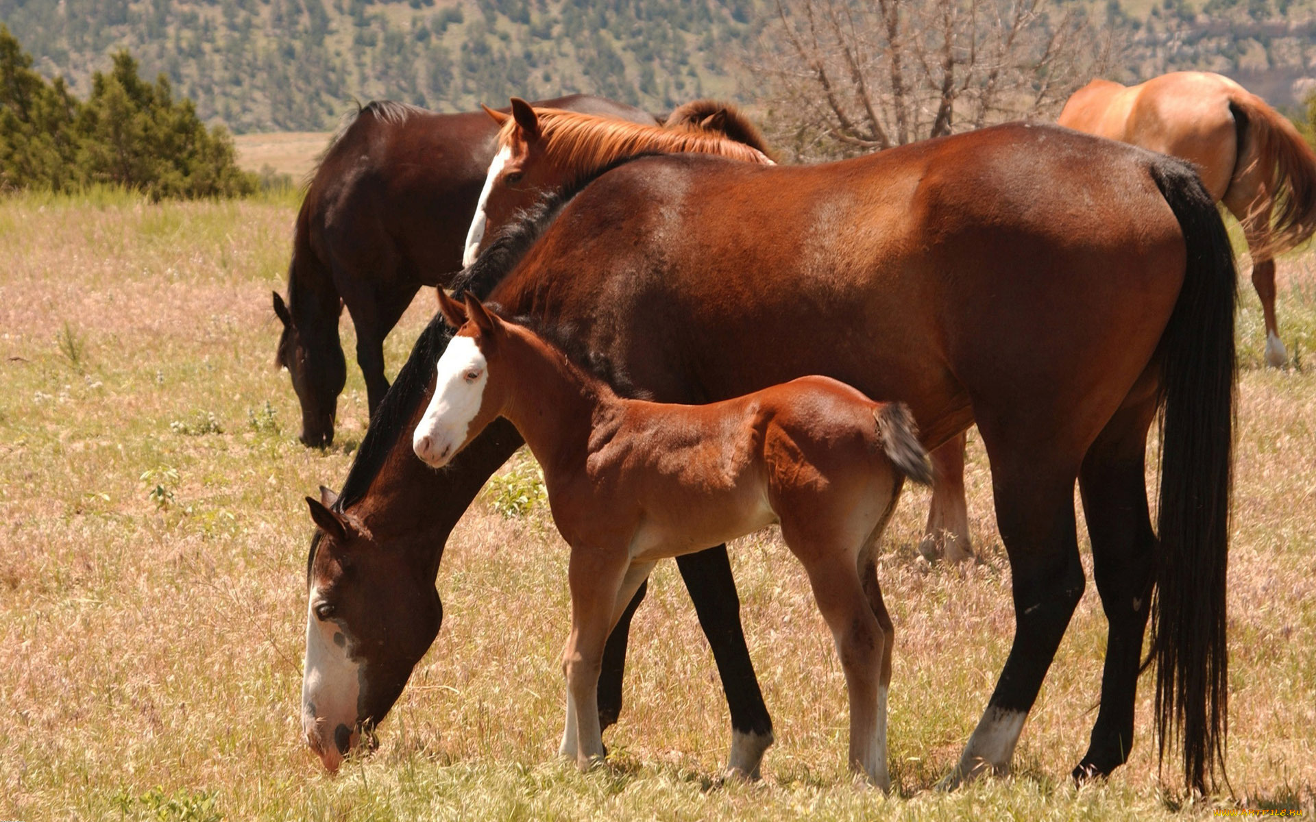животные, лошади