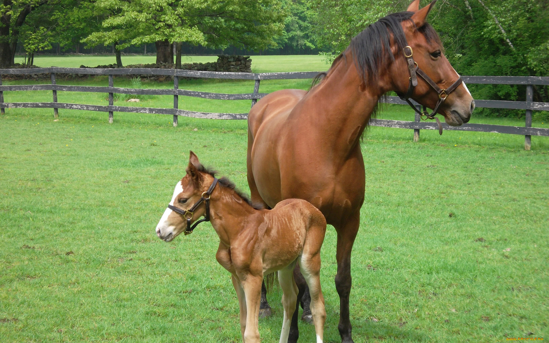животные, лошади, лошадка, лошадь