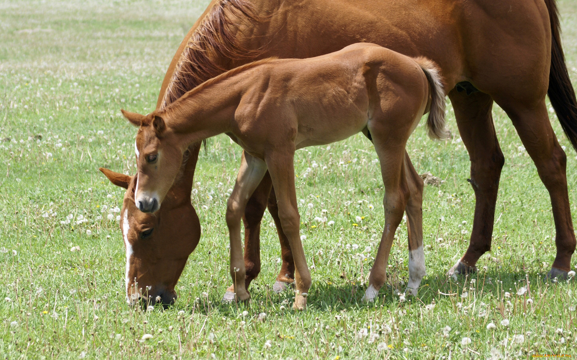 животные, лошади, лошадка, лошадь