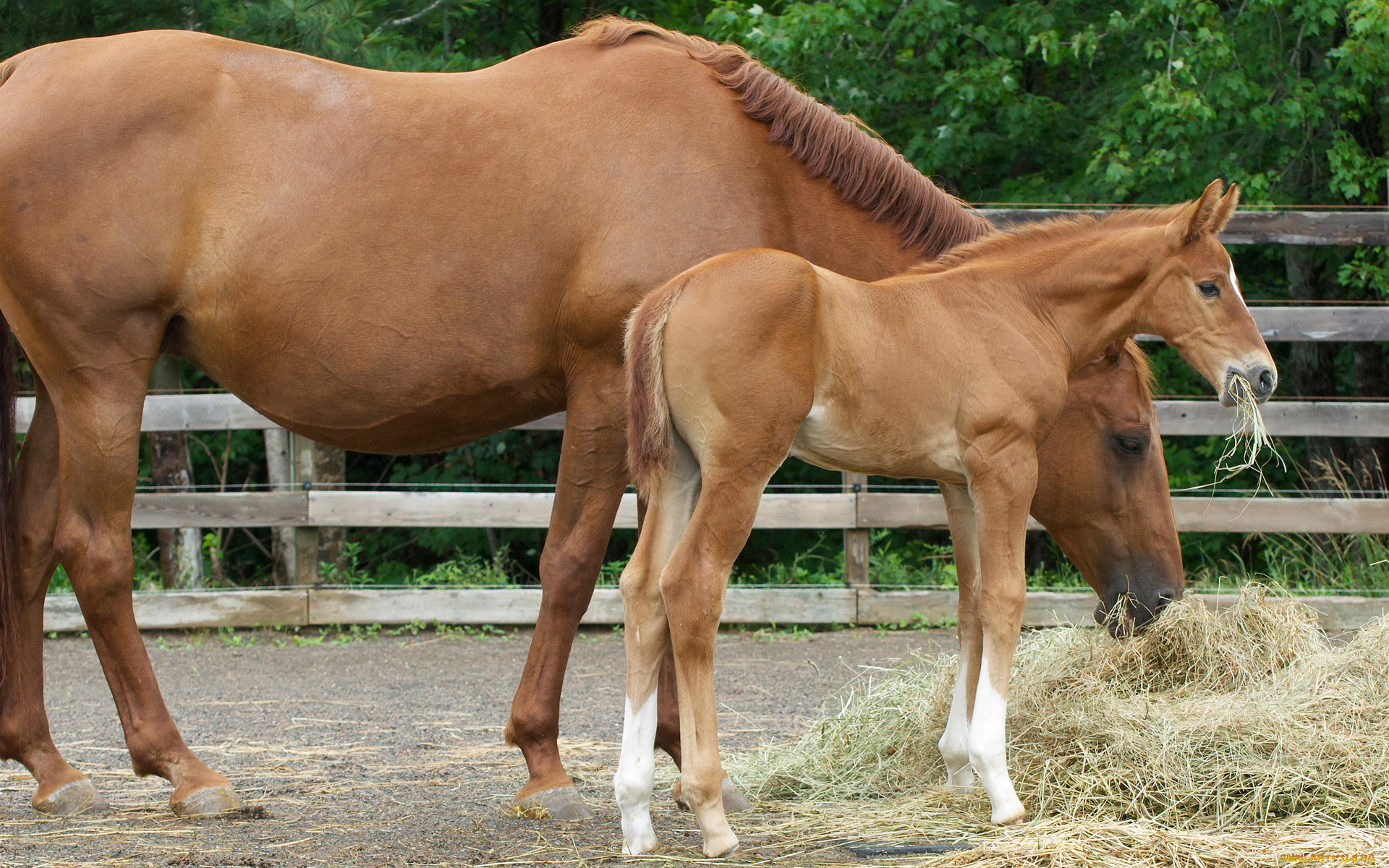 животные, лошади, сено, лошатка, лошадь