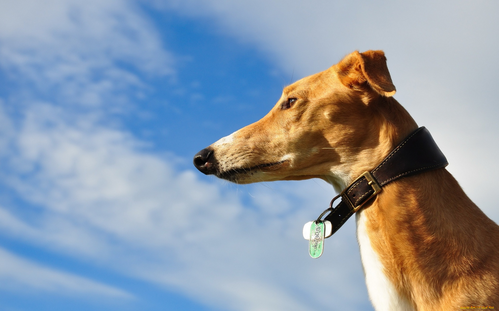 животные, собаки, взгляд, облака