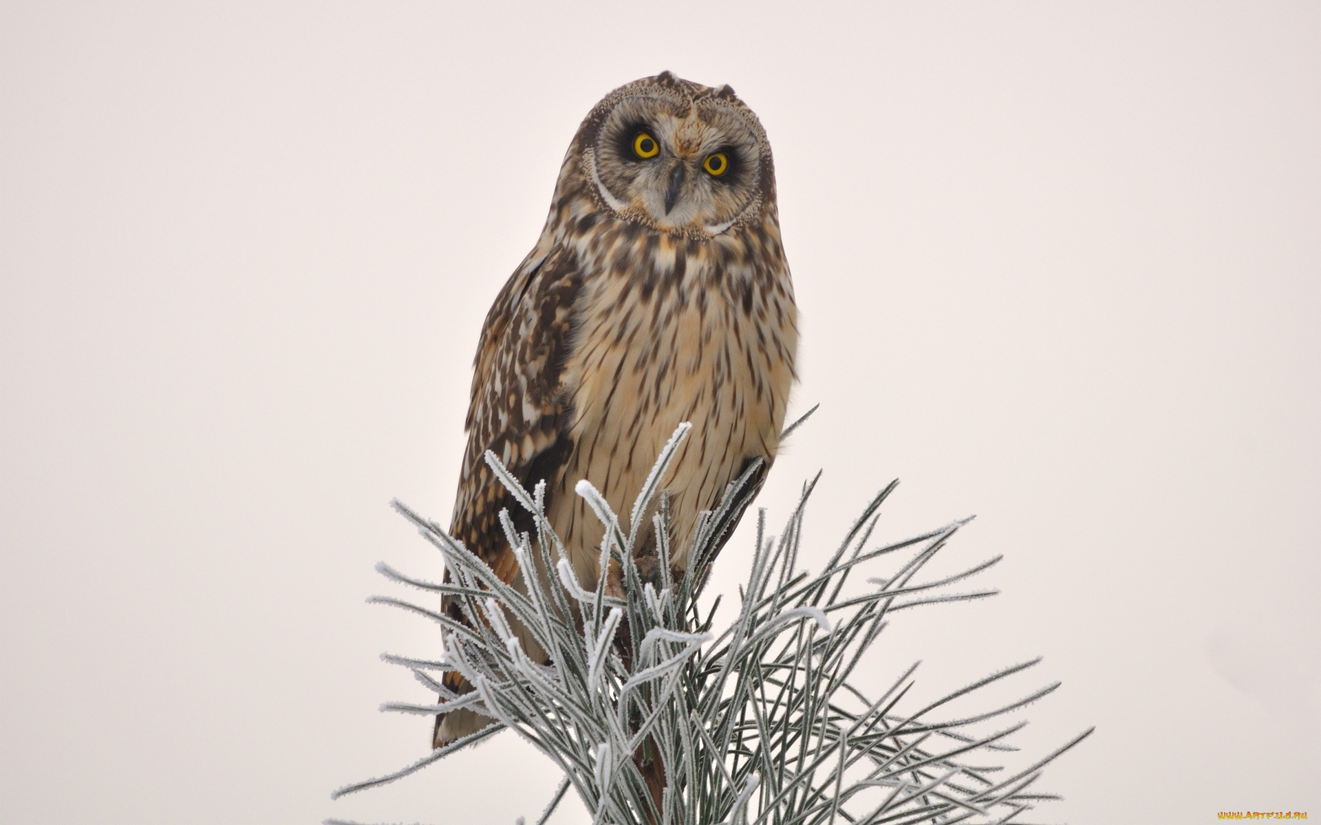 животные, совы, сова, ветка