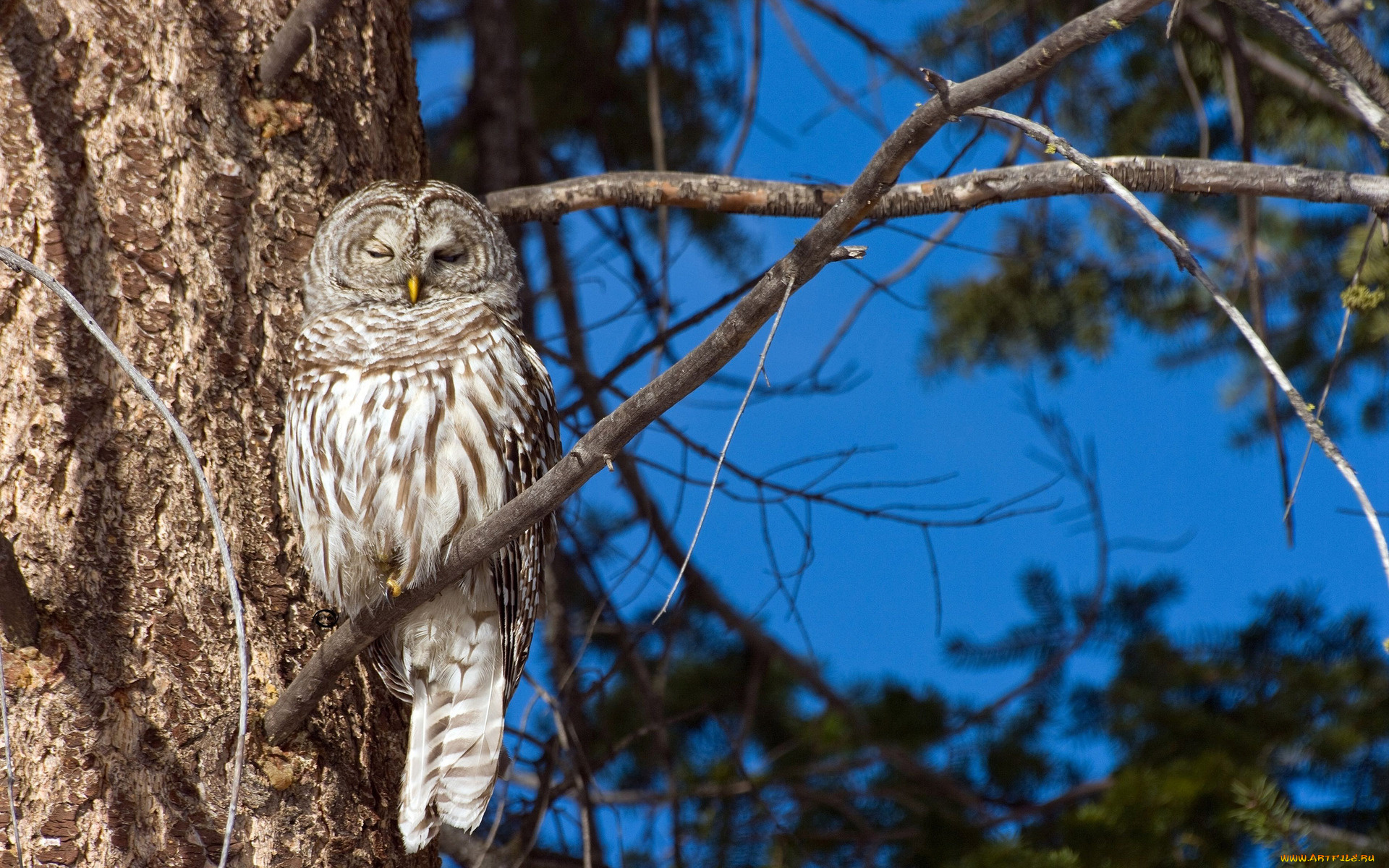 животные, совы, спит, сова, ветка