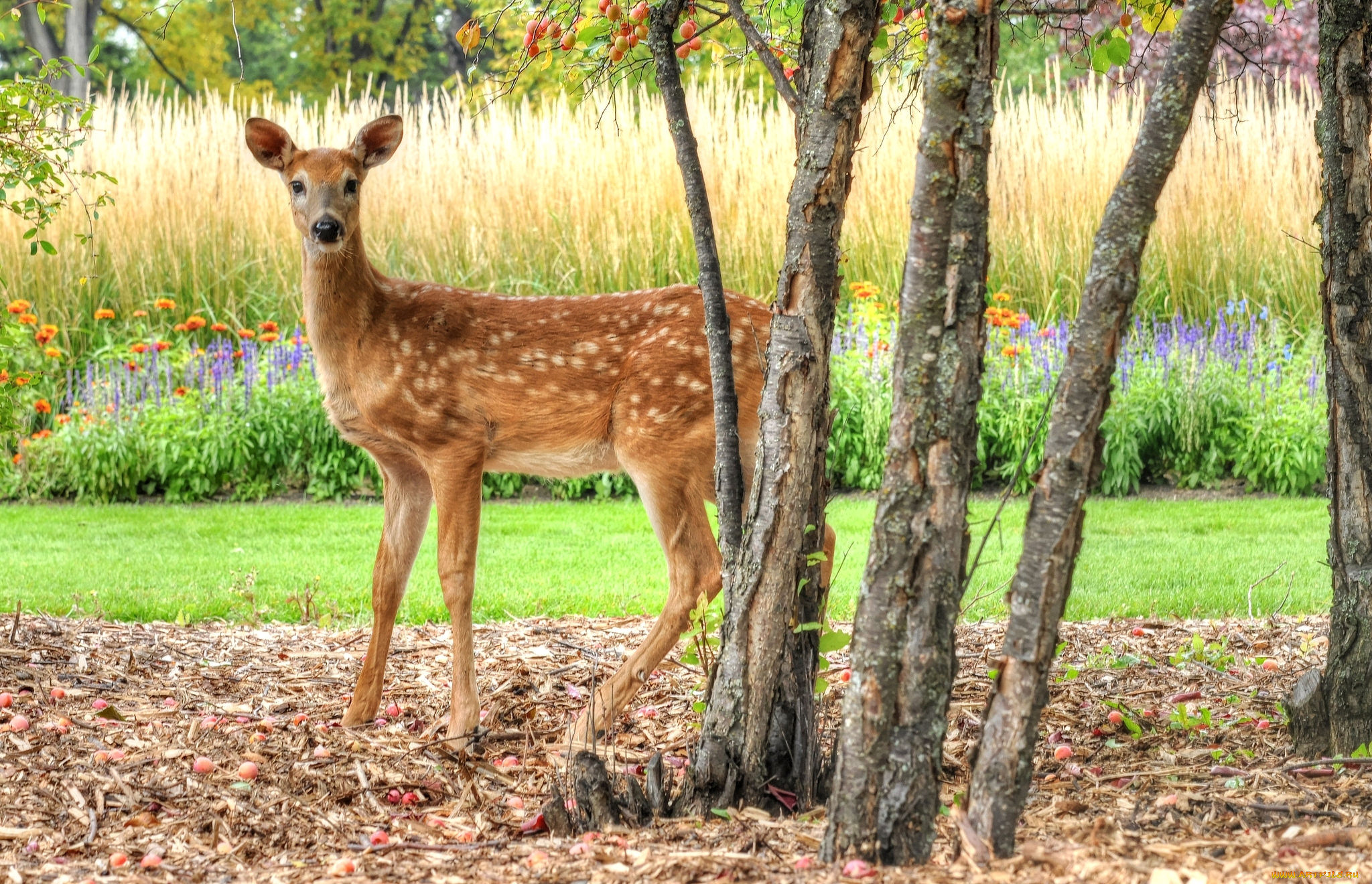 животные, олени, олень, косуля, глаза