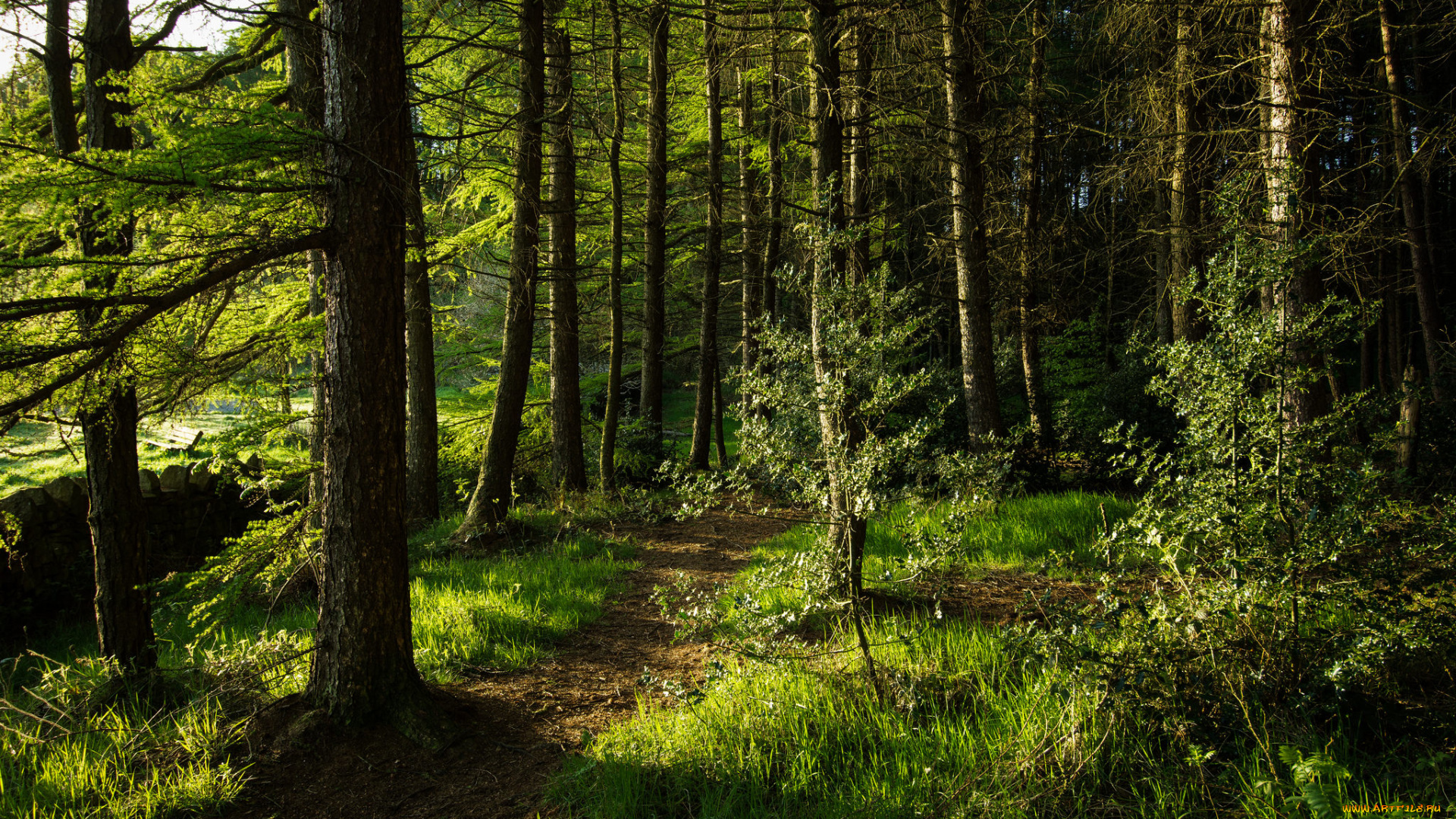 природа, дороги, лес, тропинка