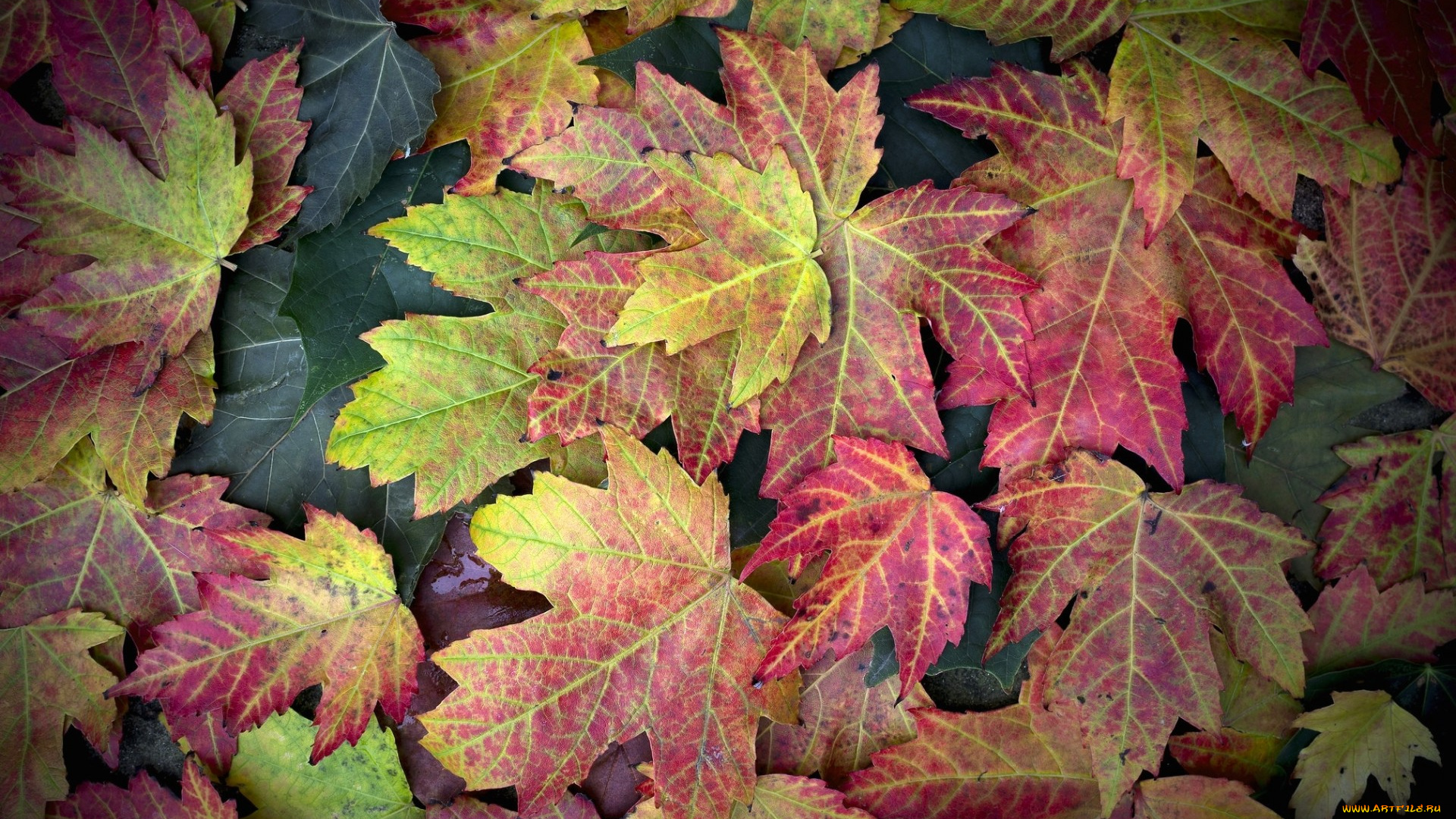 природа, листья, осень, клен